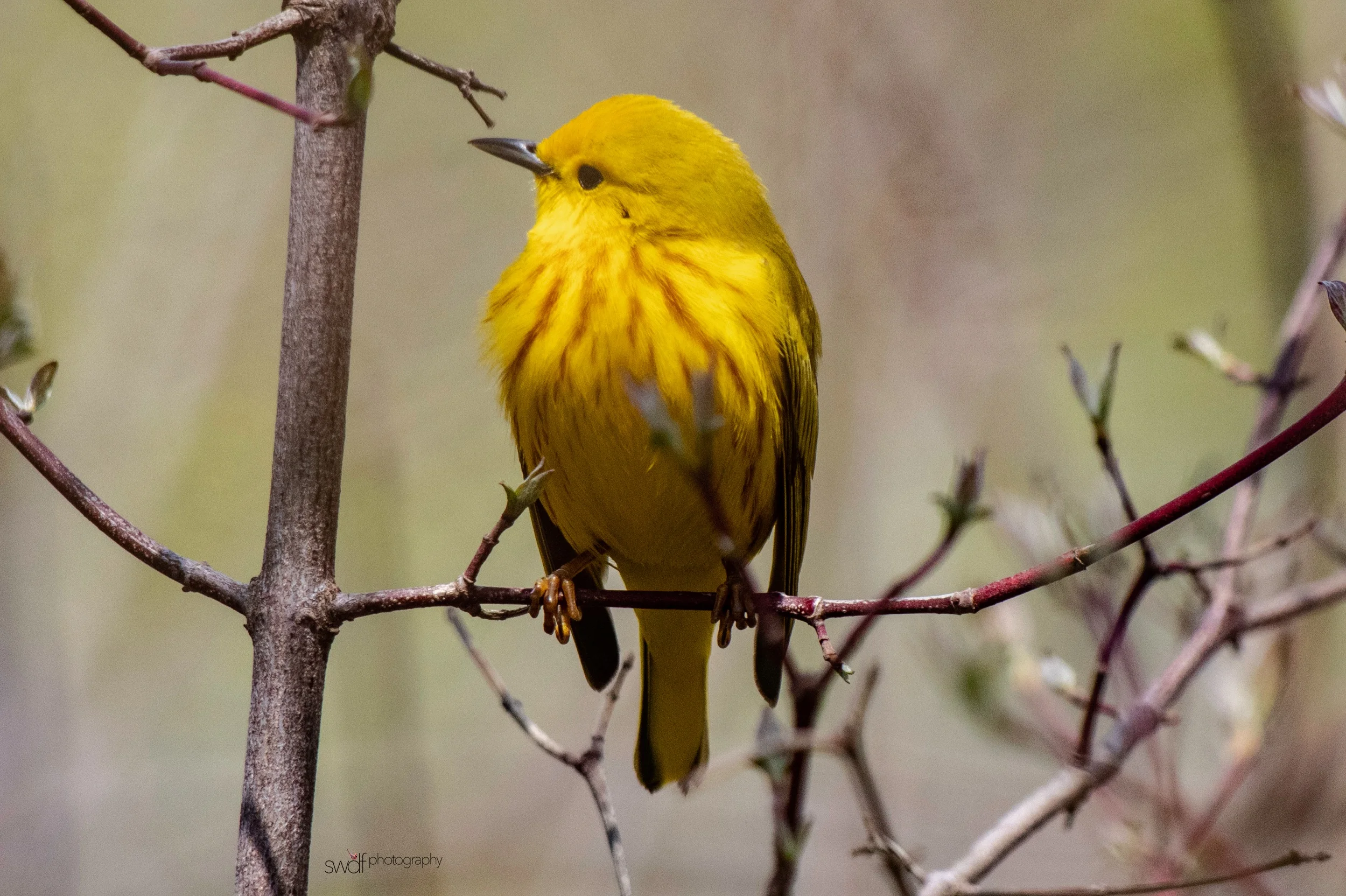 Yellow Warbler5 - Magee Marsh.jpeg