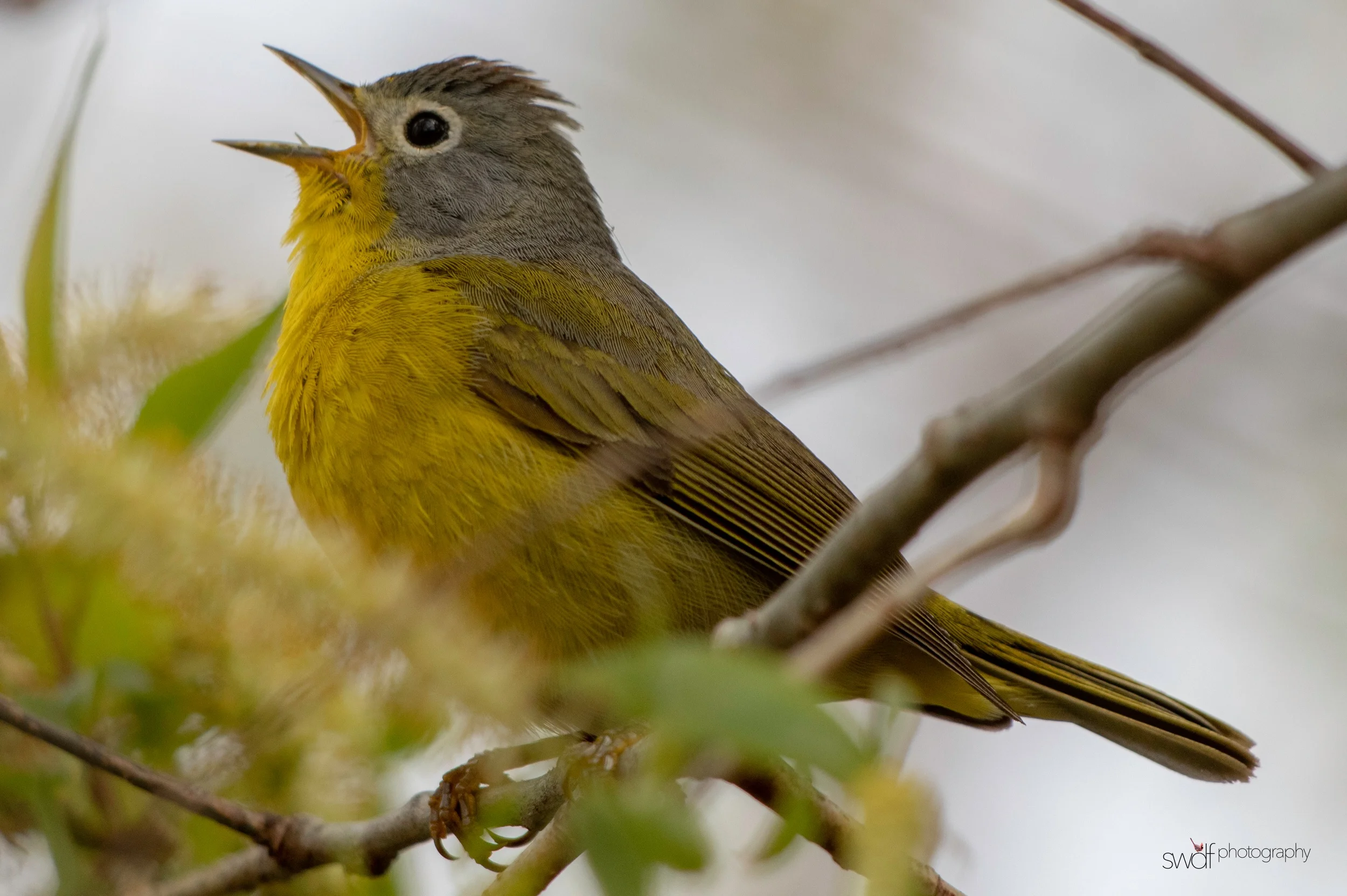 Nashville Warbler10 - Magee Marsh.jpeg