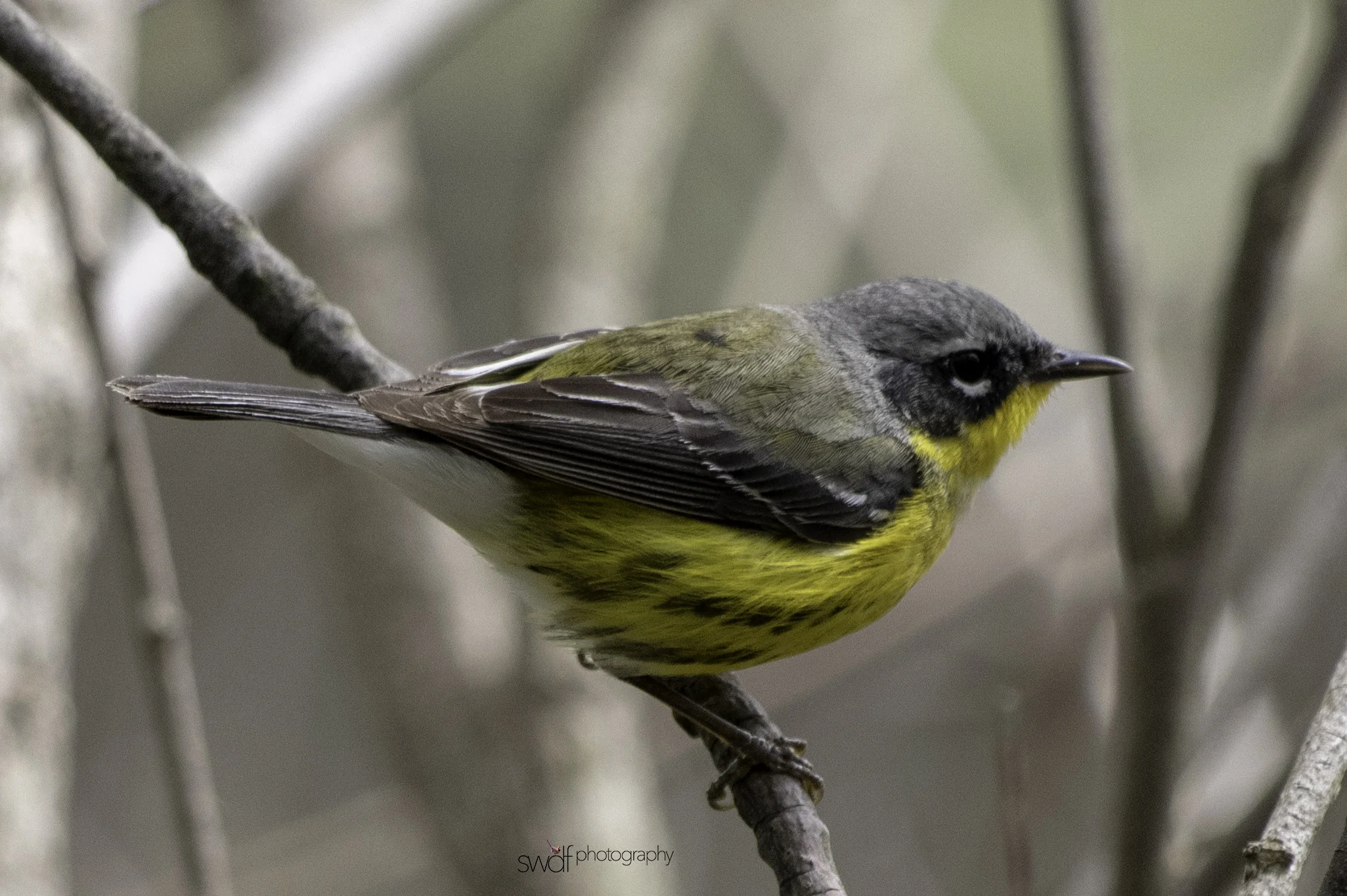 Kirtland's Warbler2 - Magee Marsh.jpeg
