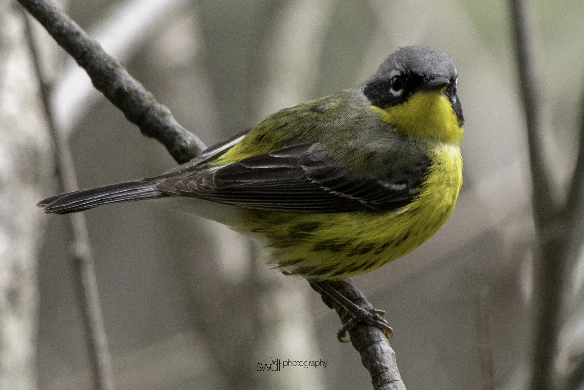 Kirtland's Warbler3 - Magee Marsh.jpeg