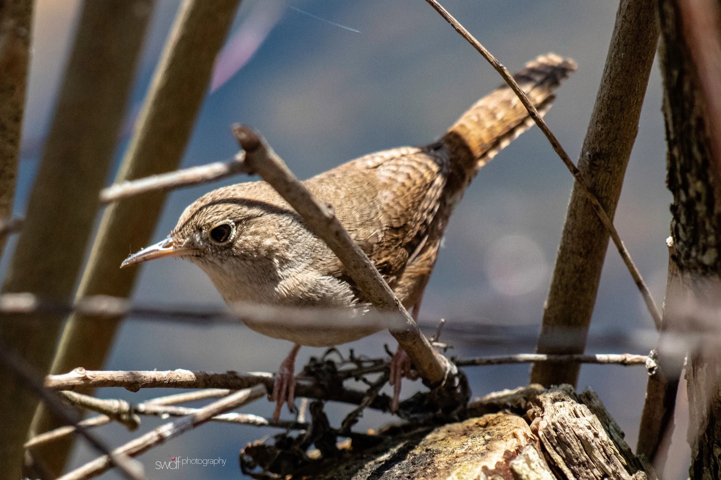 Wren - Magee Marsh.jpeg