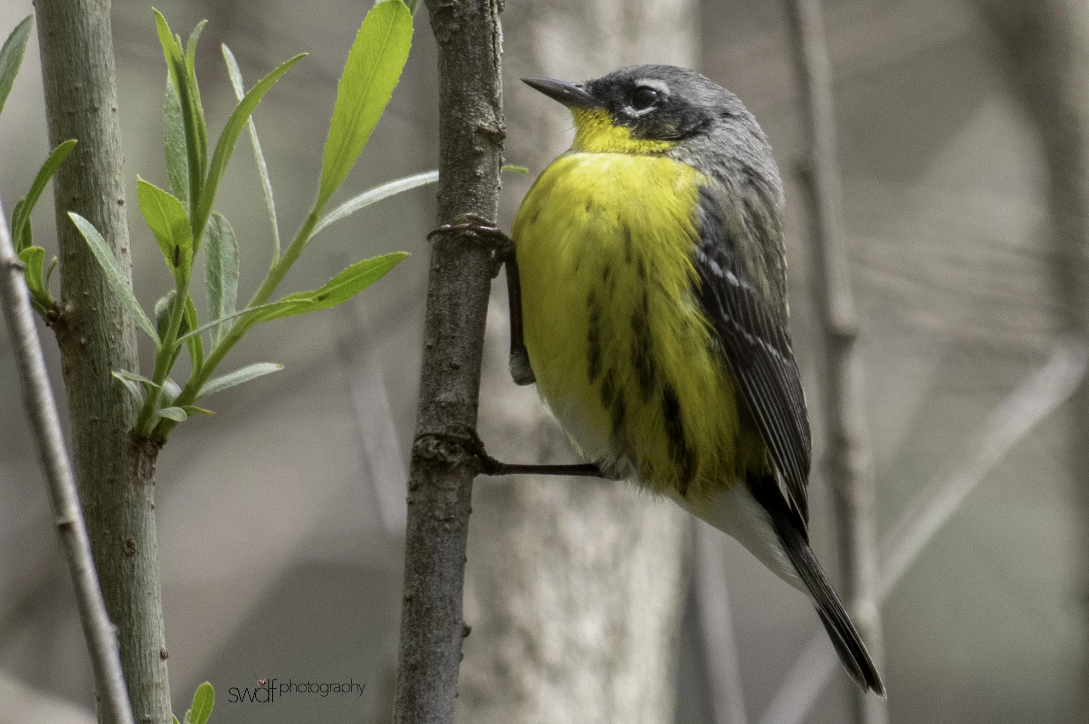 Kirtland's Warbler - Magee Marsh.jpeg