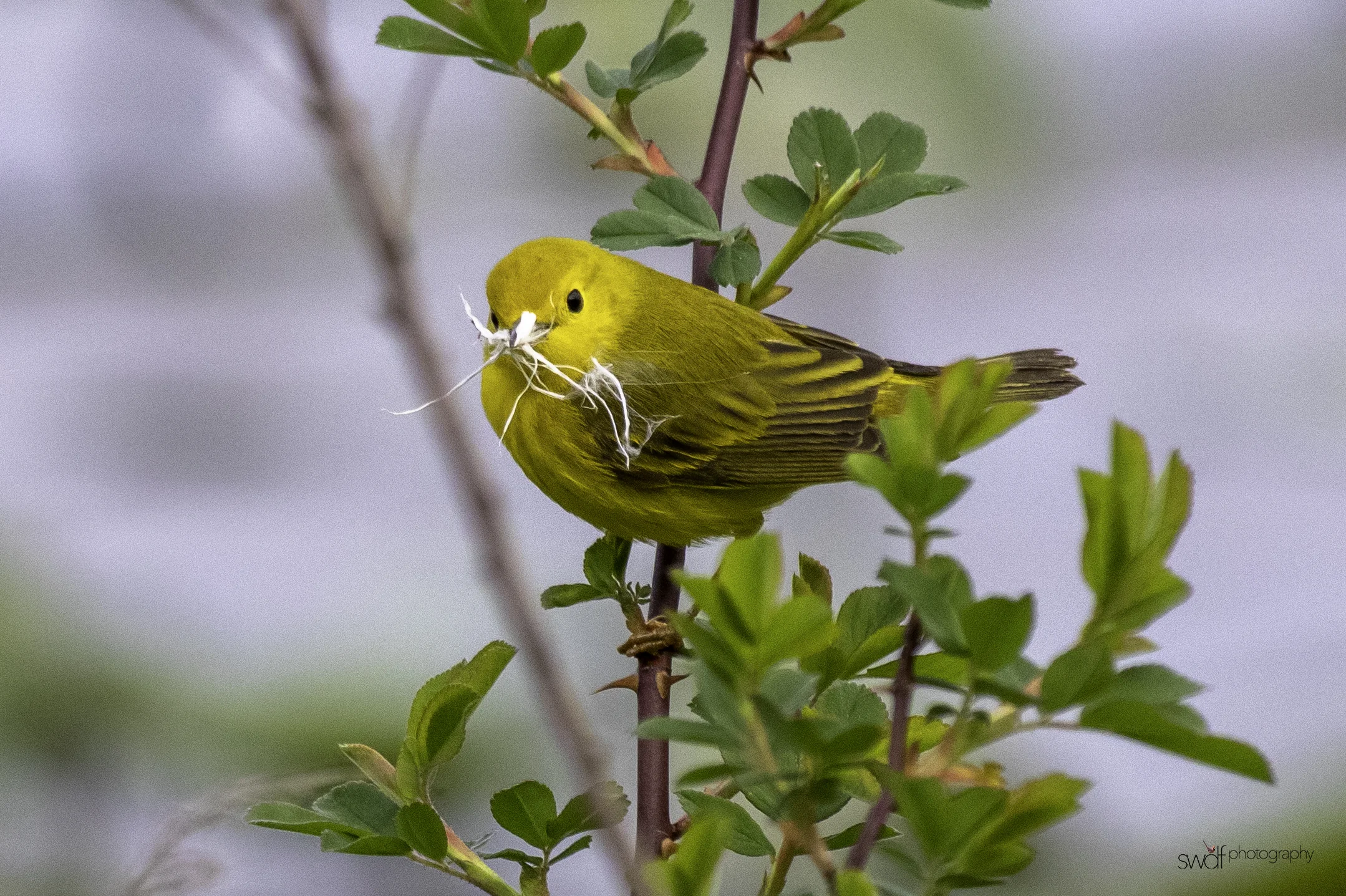 Yellow Warbler2 - Sandy Ridge.jpeg