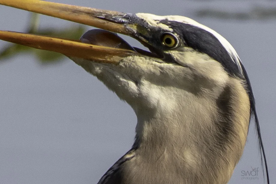 Great Blue Heron and Fish - Sandy Ridge.jpeg