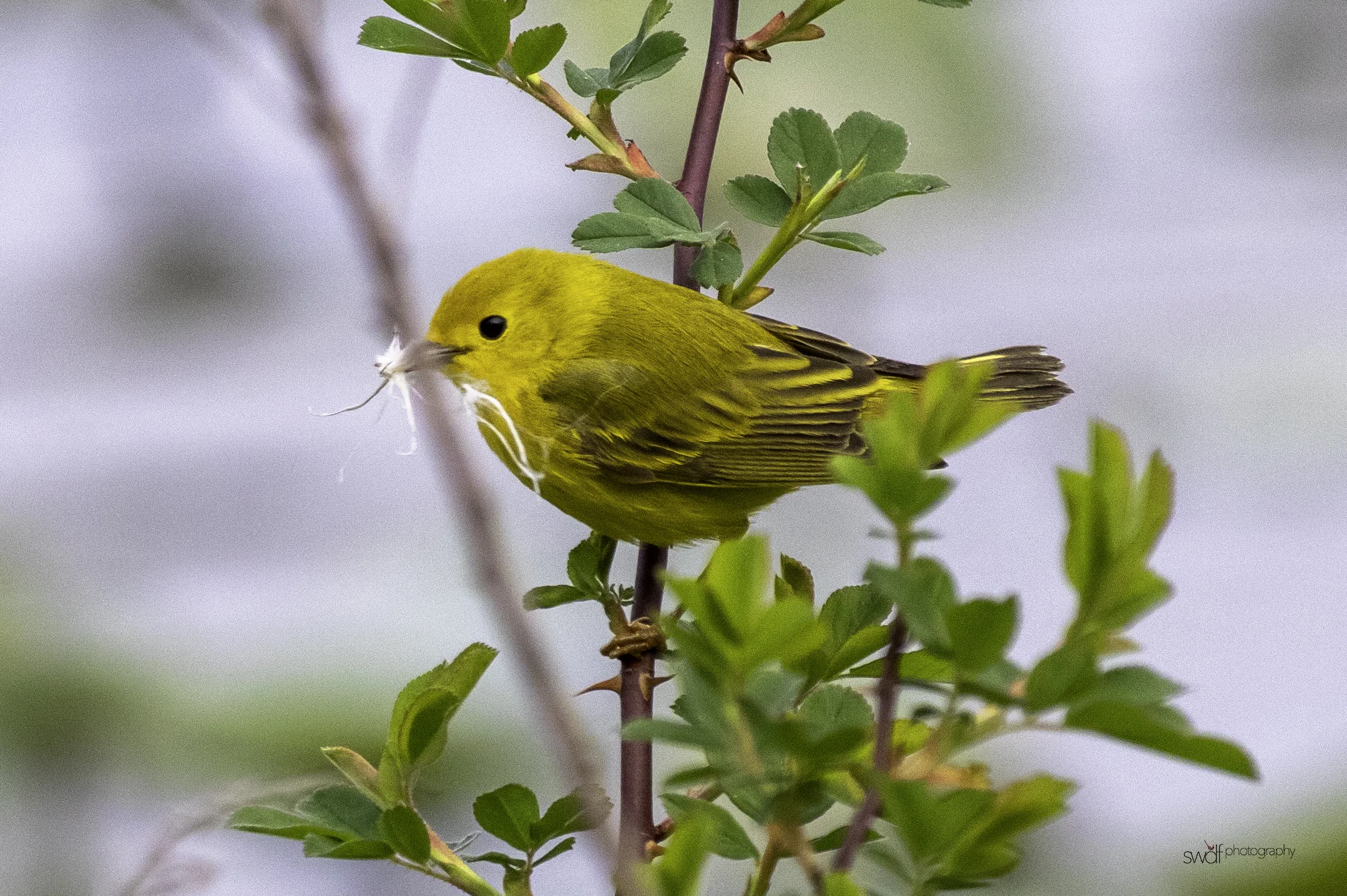 Yellow Warbler - Sandy Ridge.jpeg