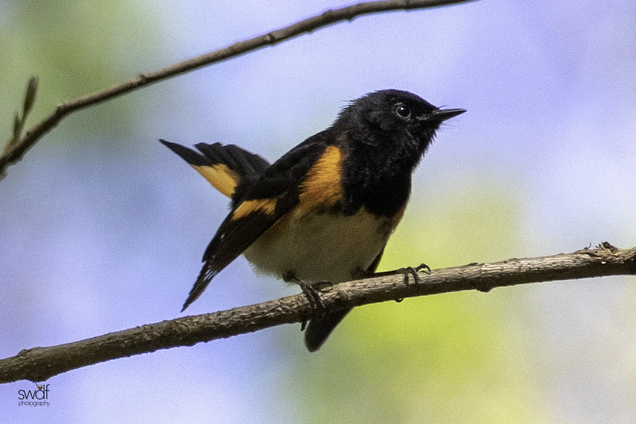 American Redstart - Sandy Ridge.jpeg