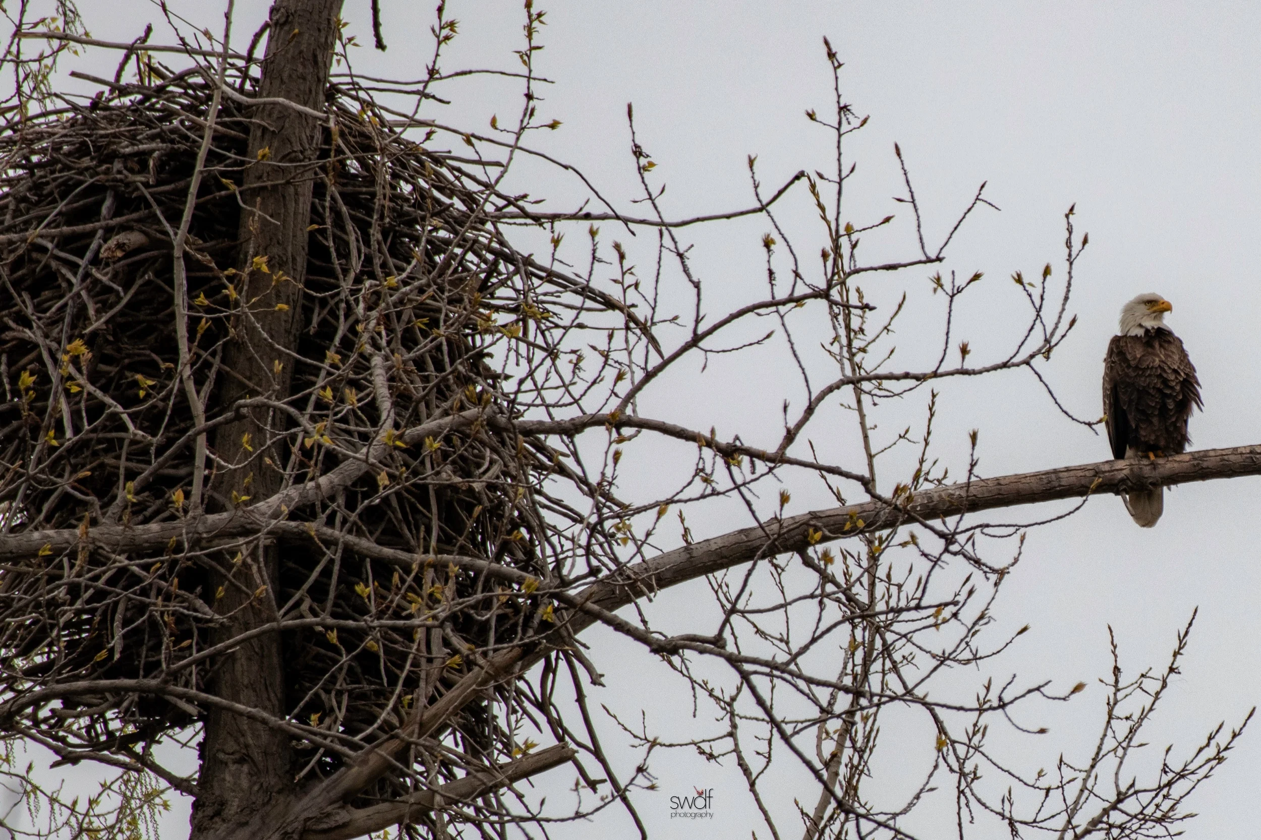 Bald Eagle and Nest Perspective - Magee Marsh.jpeg