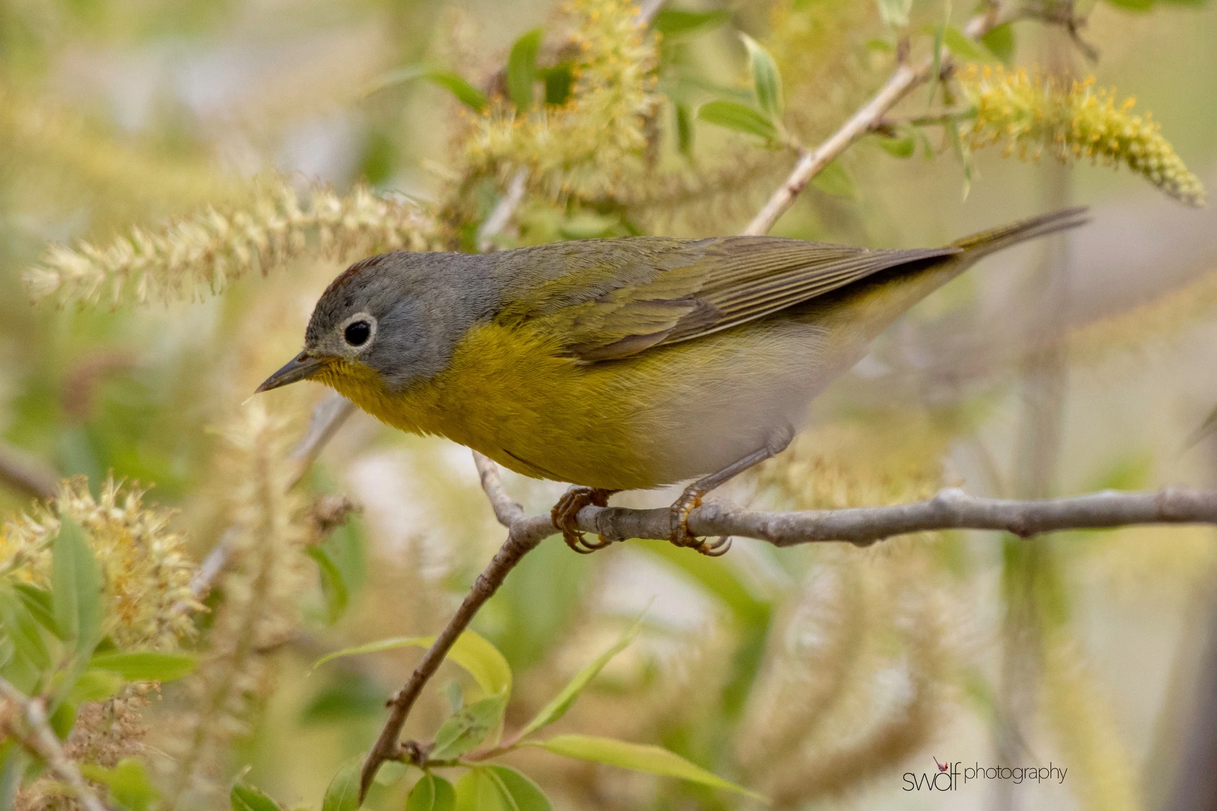 Nashville Warbler6 - Magee Marsh.jpeg