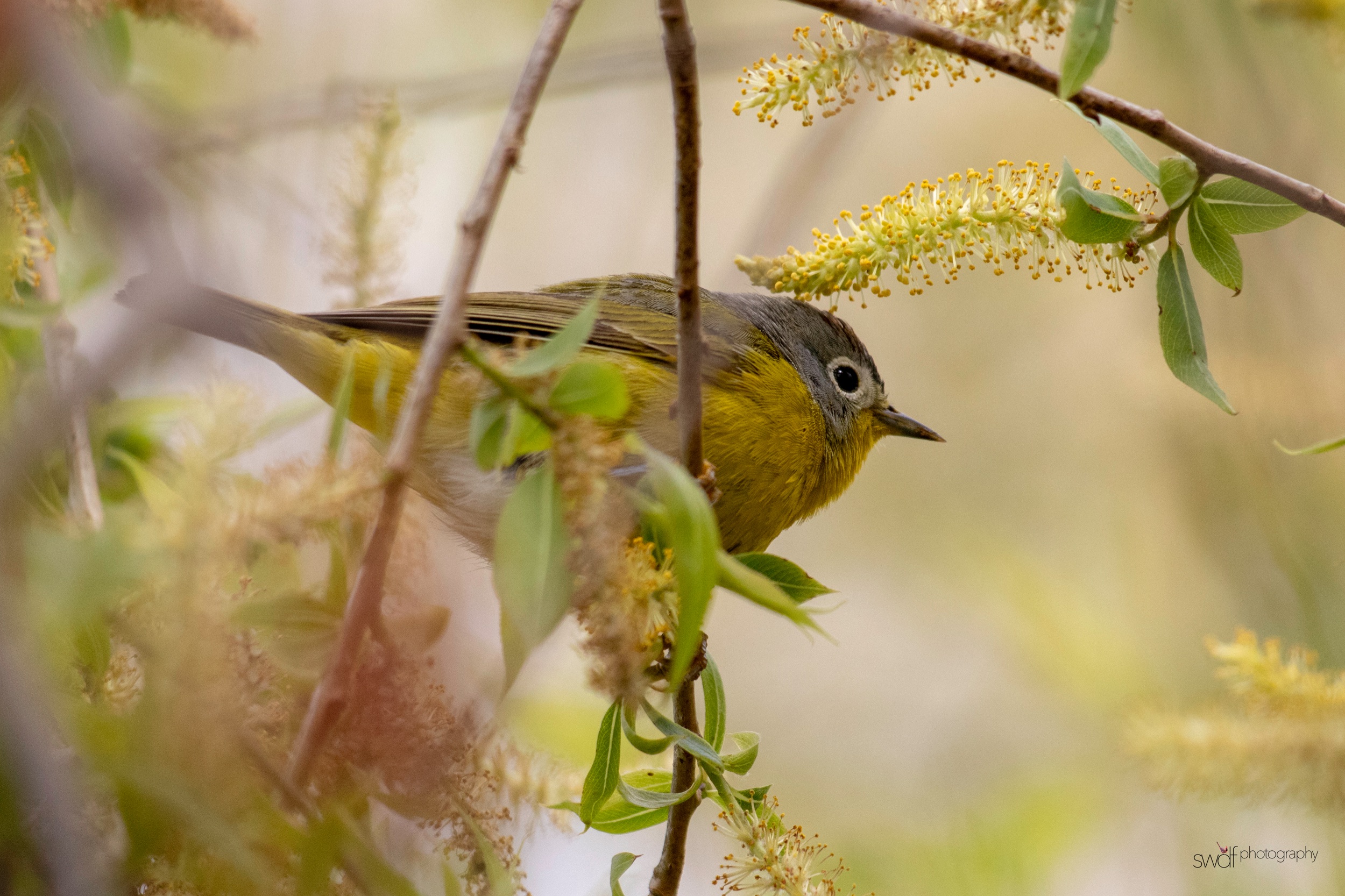 Nashville Warbler7 - Magee Marsh.jpeg