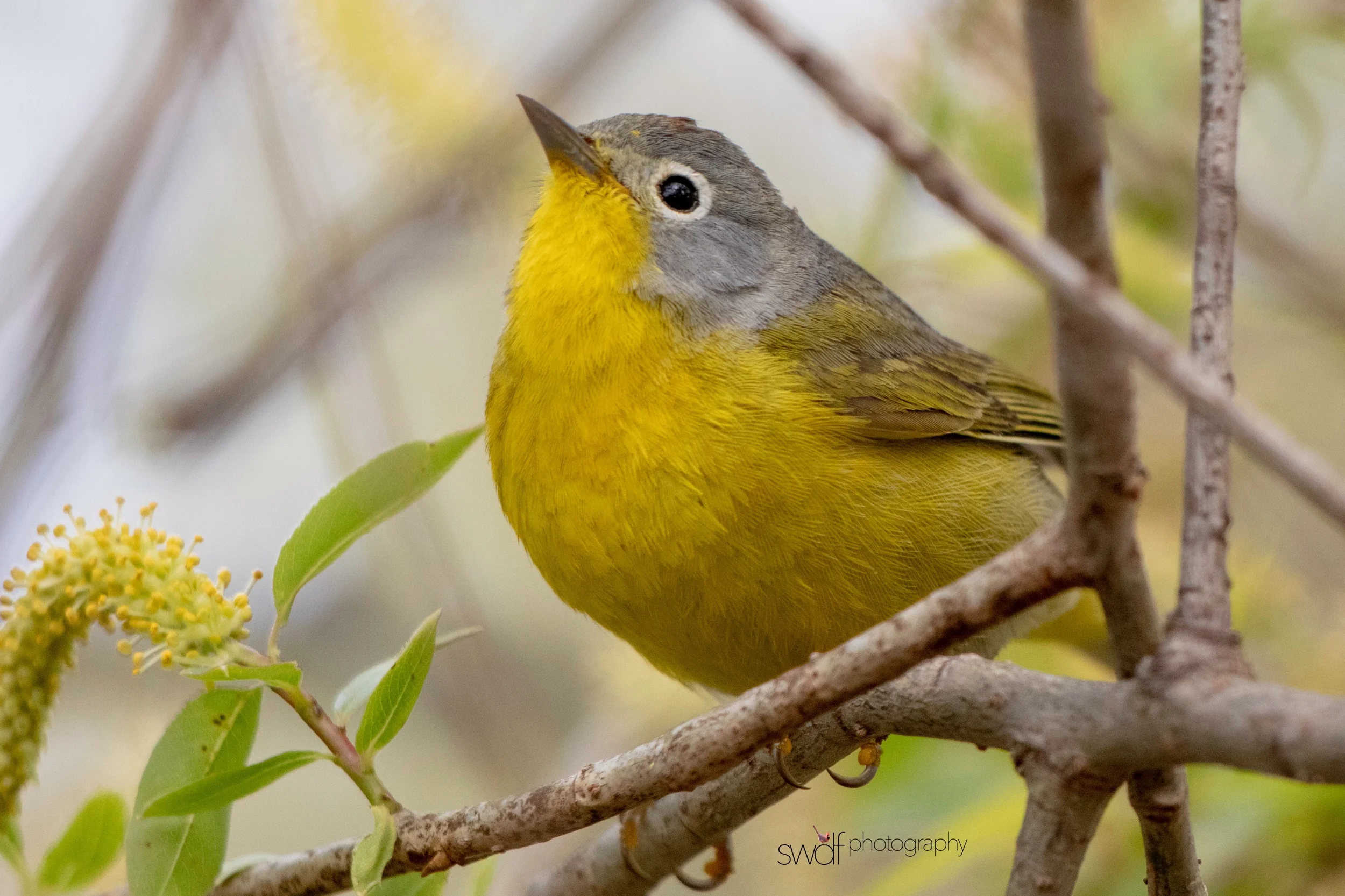 Nashville Warbler8 - Magee Marsh.jpeg