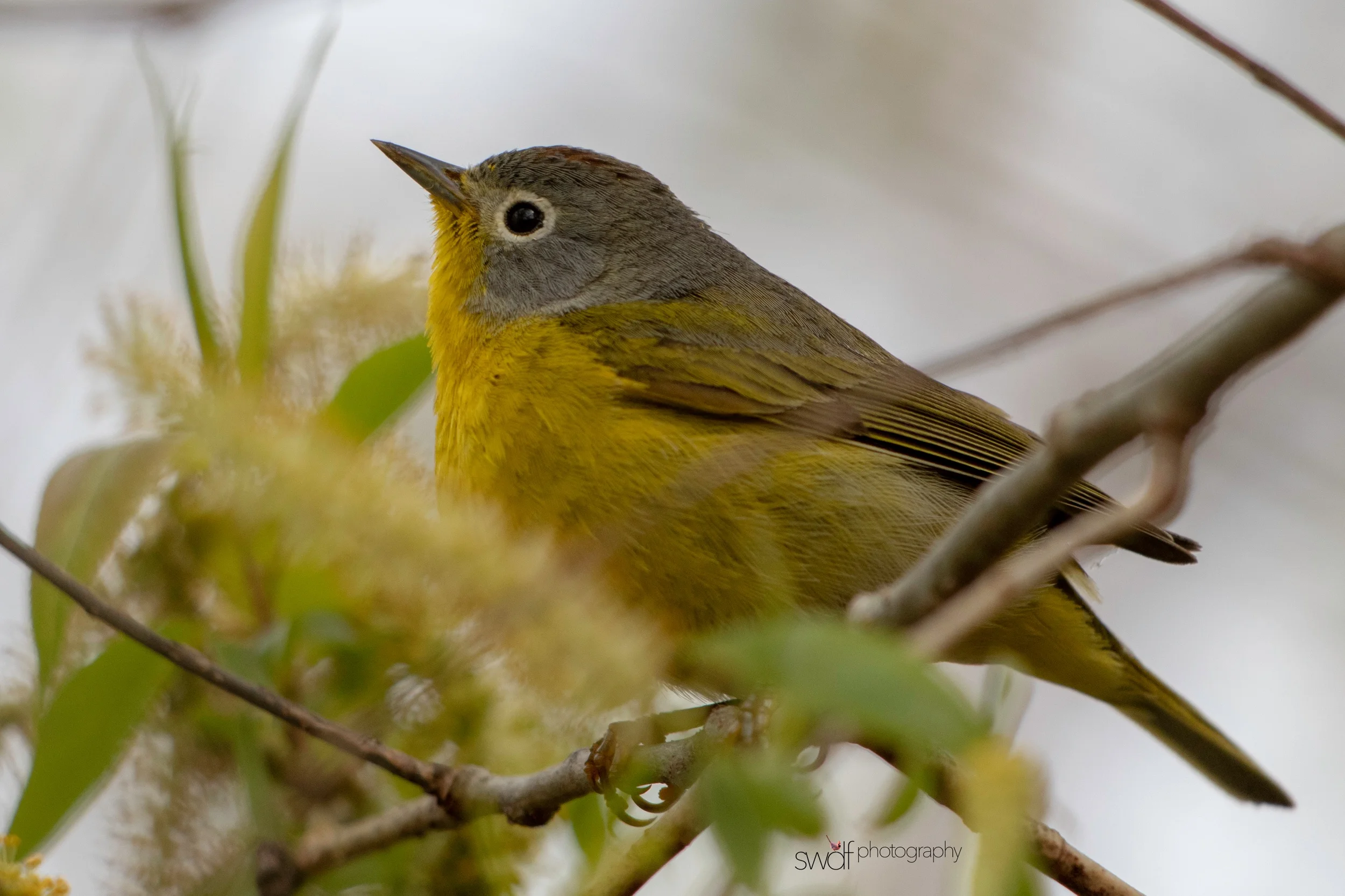 Nashville Warbler9 - Magee Marsh.jpeg