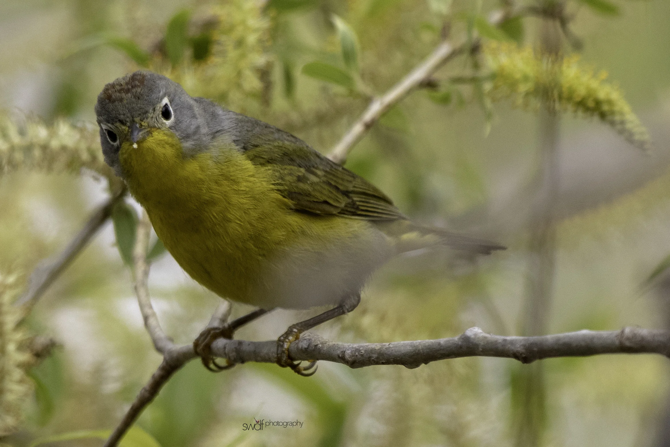 Nashville Warbler5 - Magee Marsh.jpeg