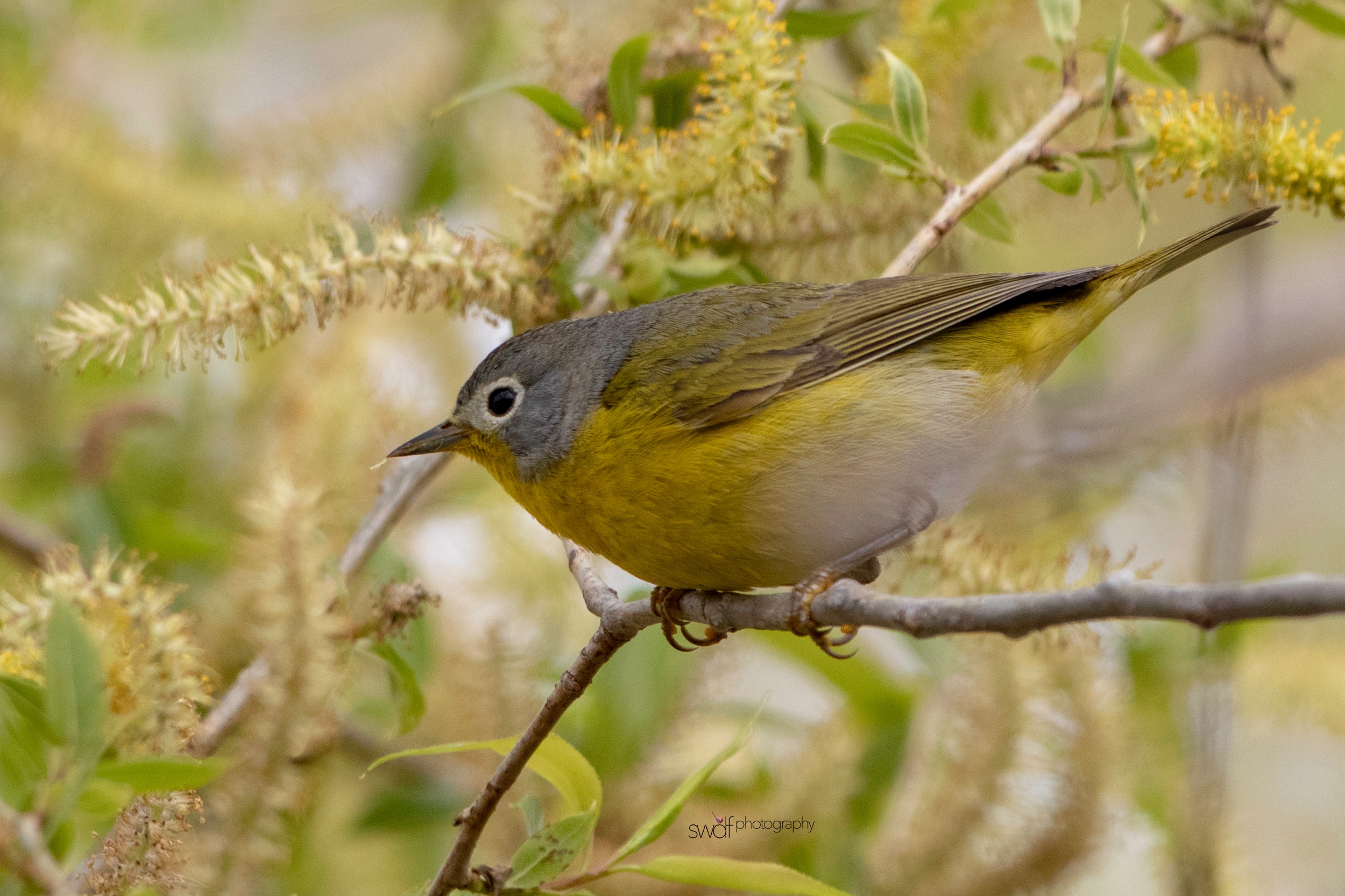 Nashville Warbler4 - Magee Marsh.jpeg