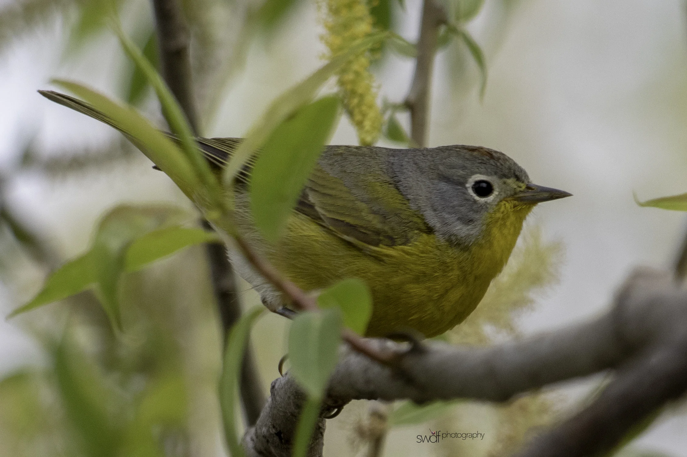 Nashville Warbler3 - Magee Marsh.jpeg