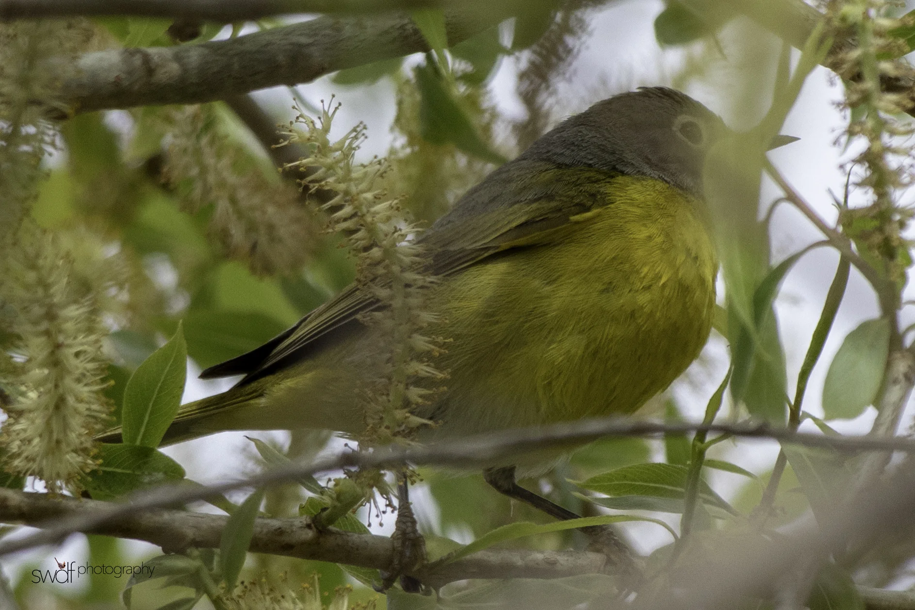 Nashville Warbler2 - Magee Marsh.jpeg