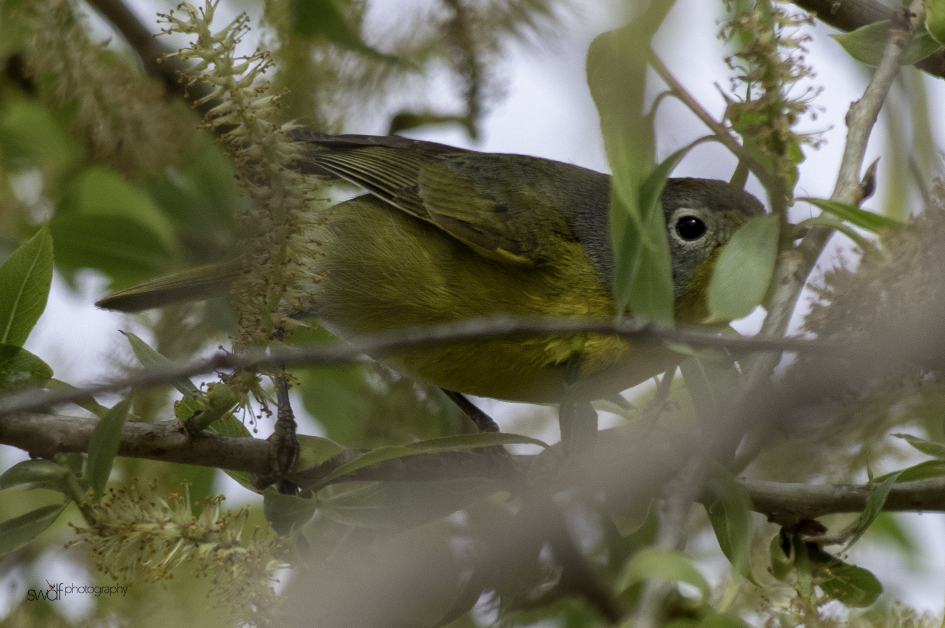 Nashville Warbler - Magee Marsh.jpeg