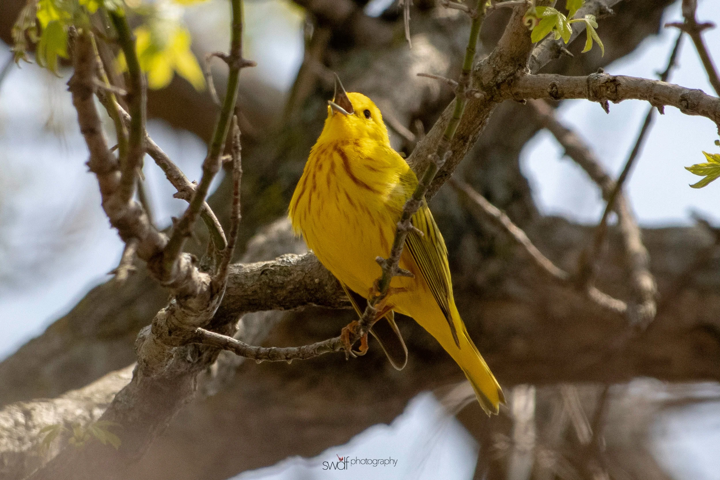 Singing Yellow Warbler - Magee Marsh.jpeg