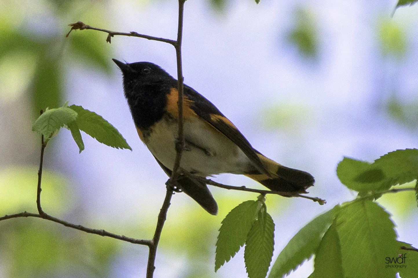 American Redstart2 - Sandy Ridge.jpeg