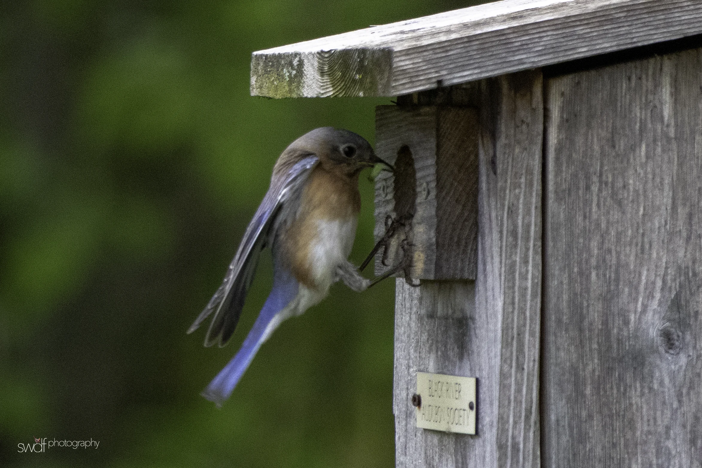 Bluebird4 - Sandy Ridge.jpeg