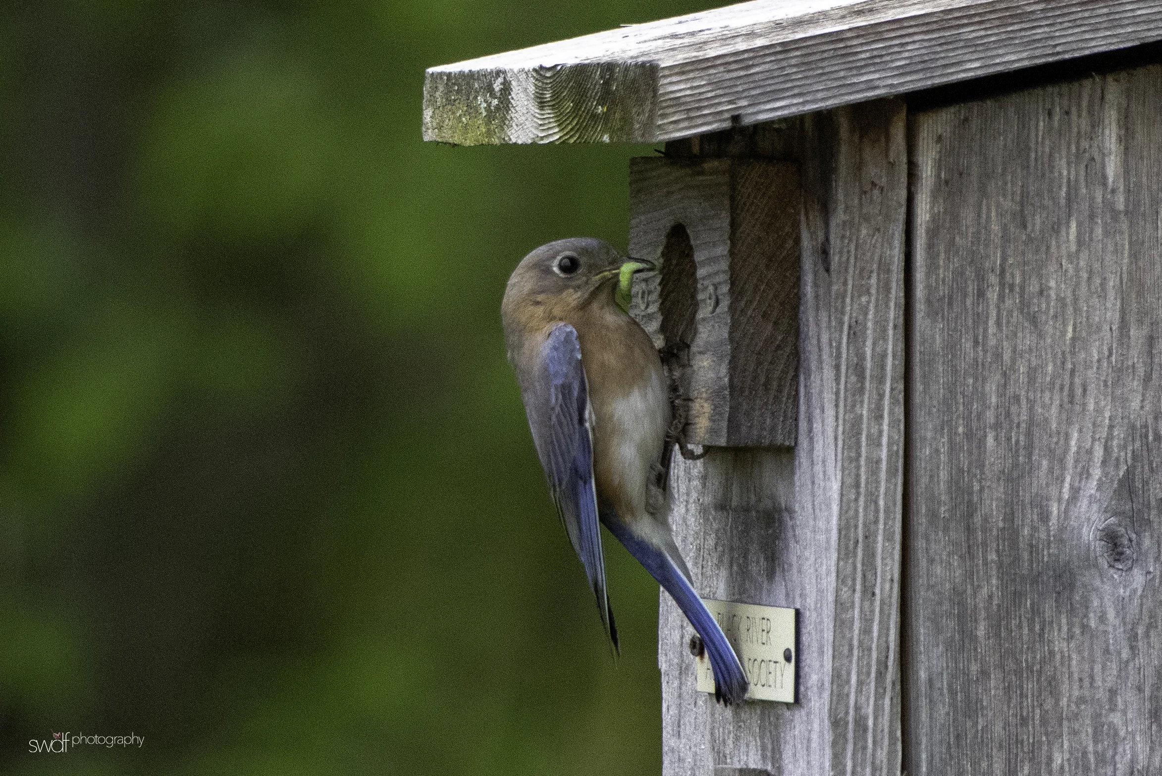 Bluebird5 - Sandy Ridge.jpeg