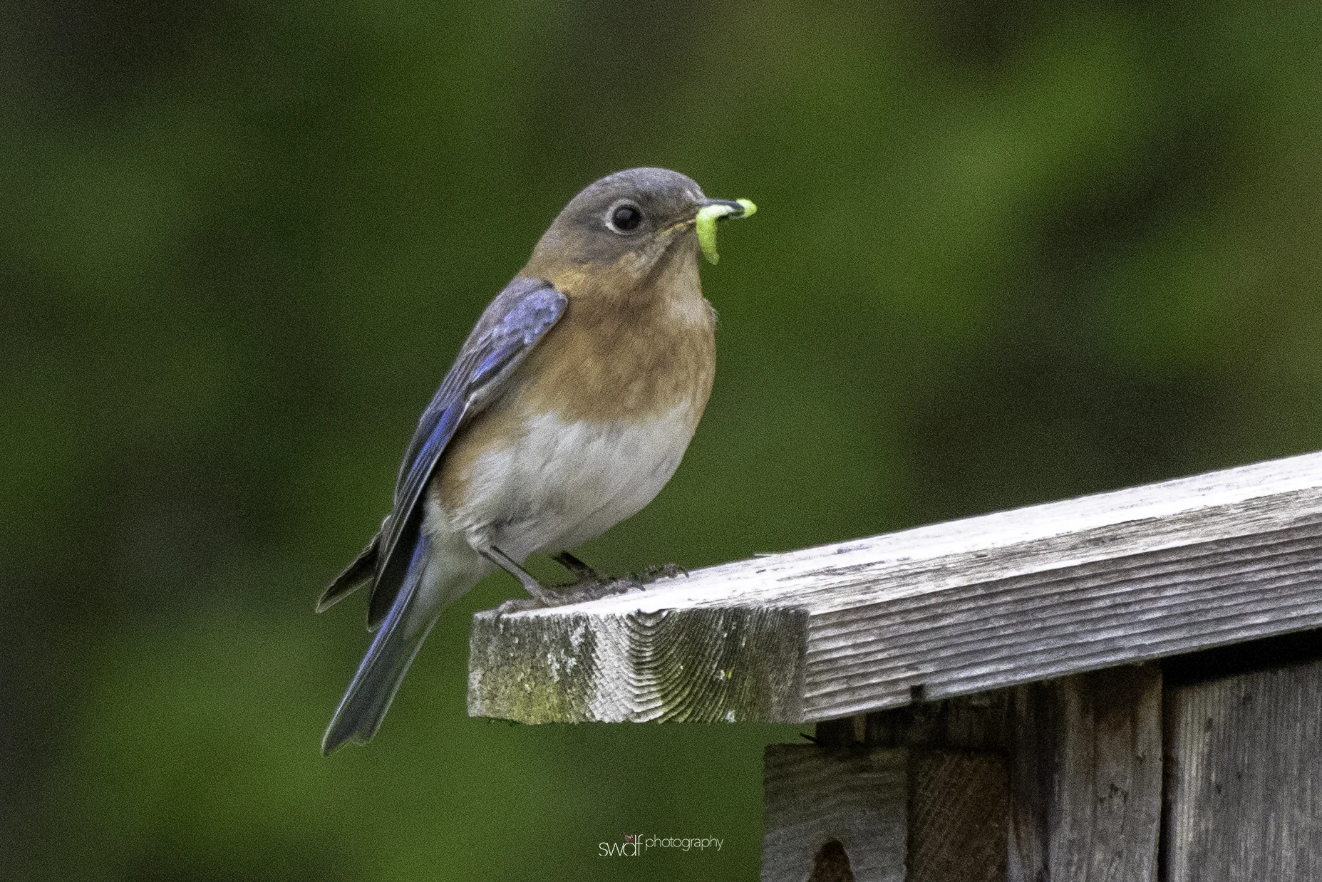 Bluebird - Sandy Ridge.jpeg