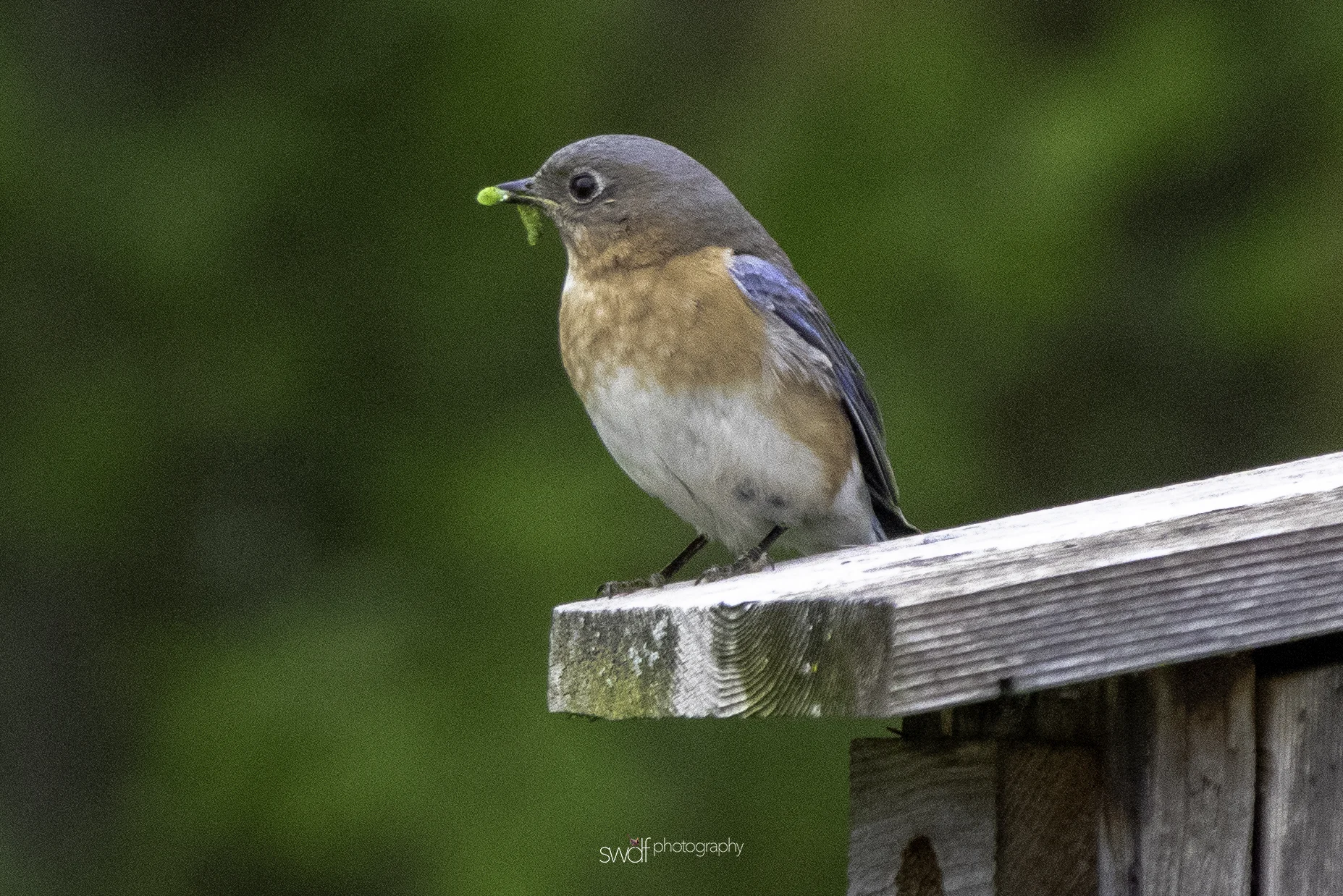 Bluebird2 - Sandy Ridge.jpeg