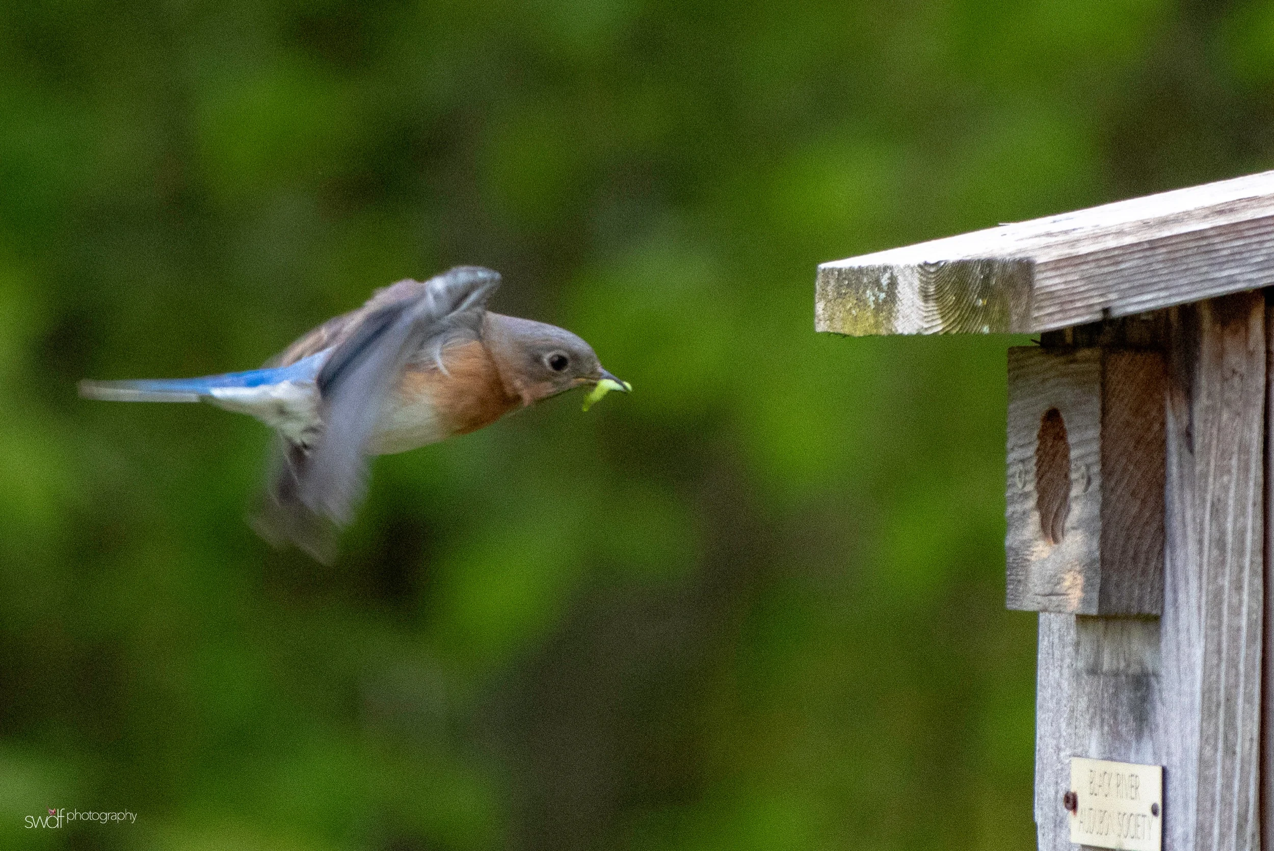 Bluebird3 - Sandy Ridge.jpeg
