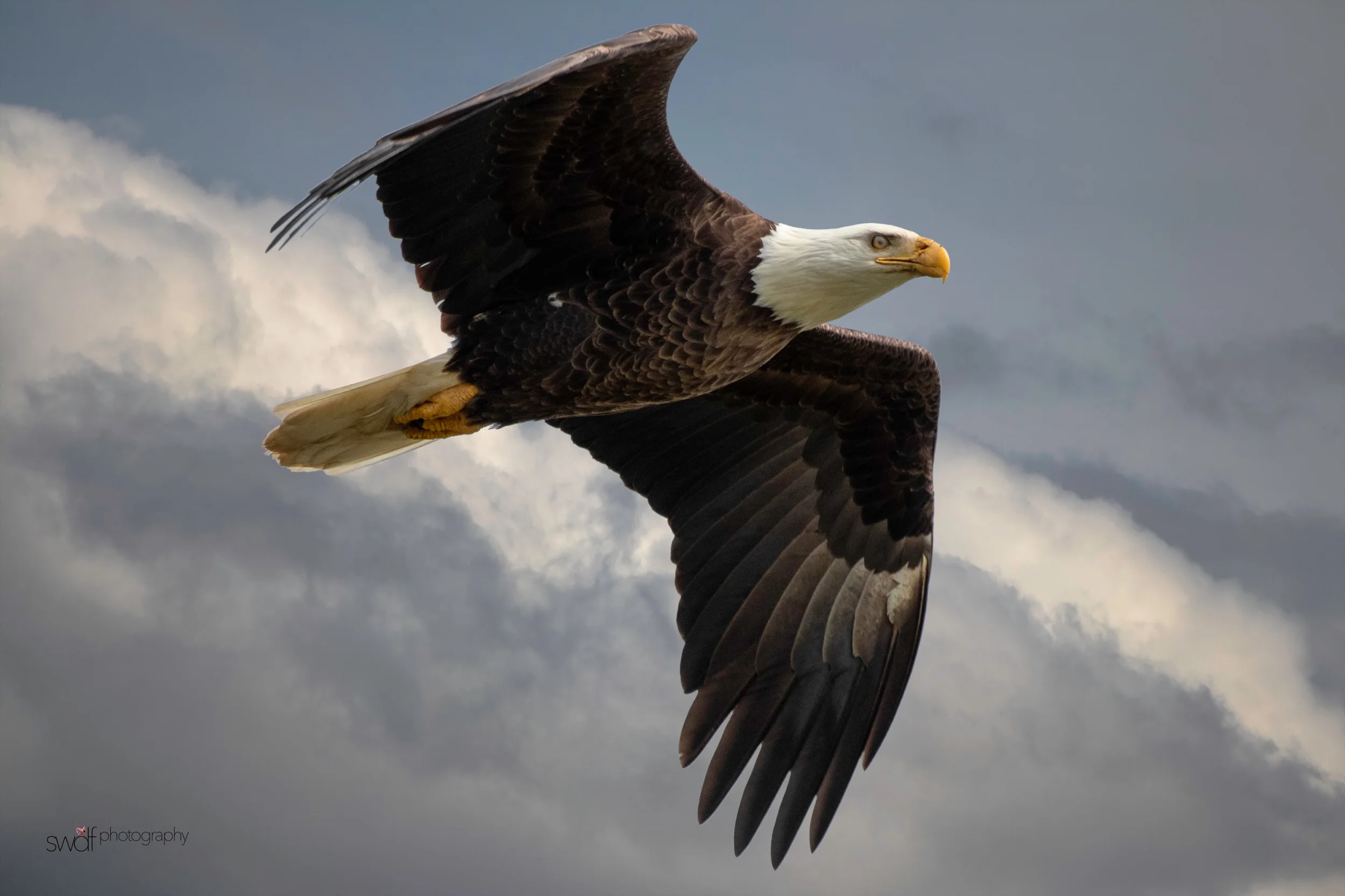 Bald Eagle Art2.jpeg