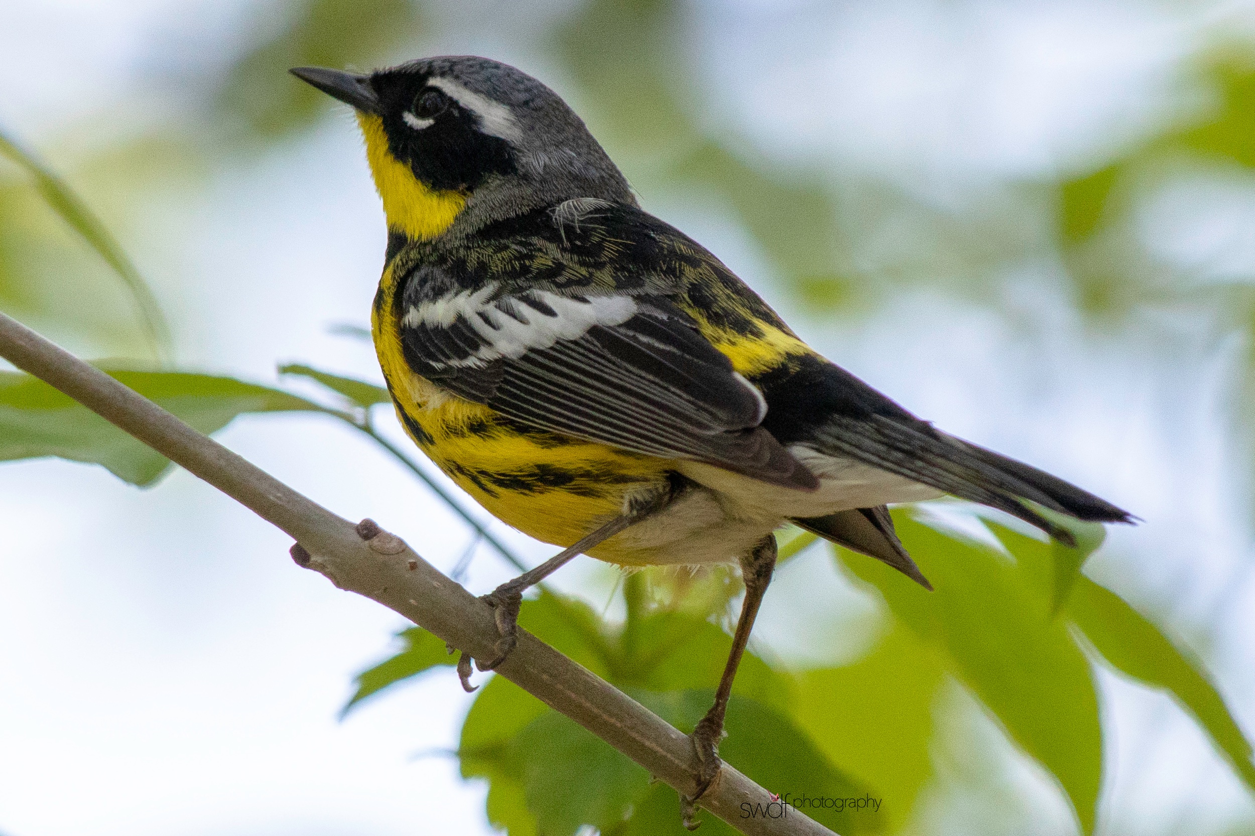Magnolia Warbler - Magee Marsh.jpeg