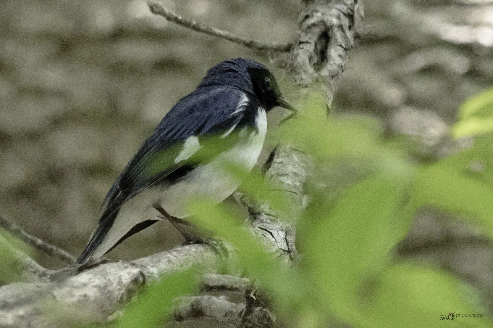 Black Throated Blue Warbler2 - Magee Marsh.jpeg