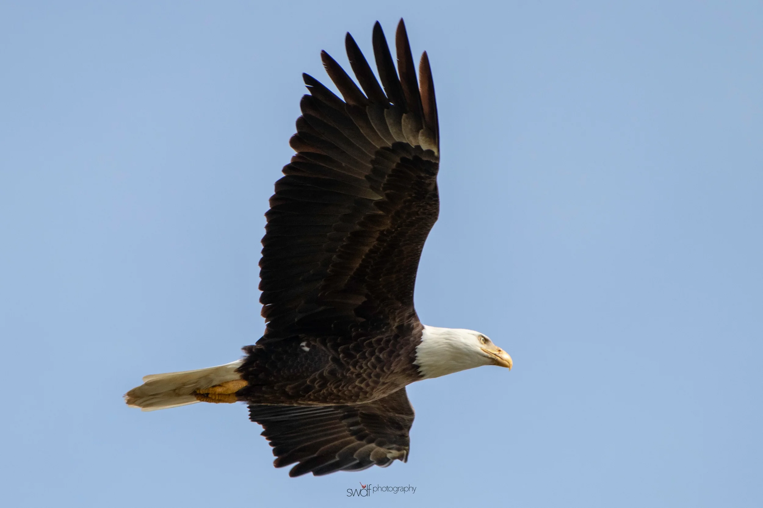 Bald Eagle2 - Sandy Ridge.jpeg