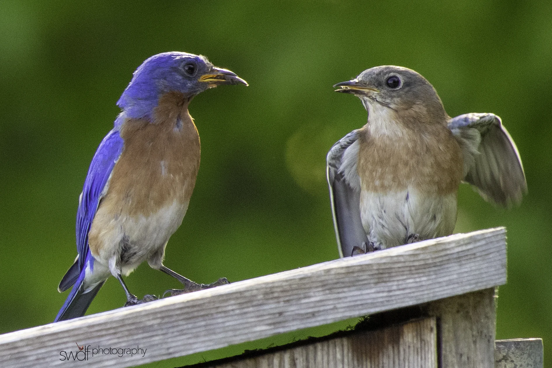 Bluebirds - Sandy Ridge.jpeg