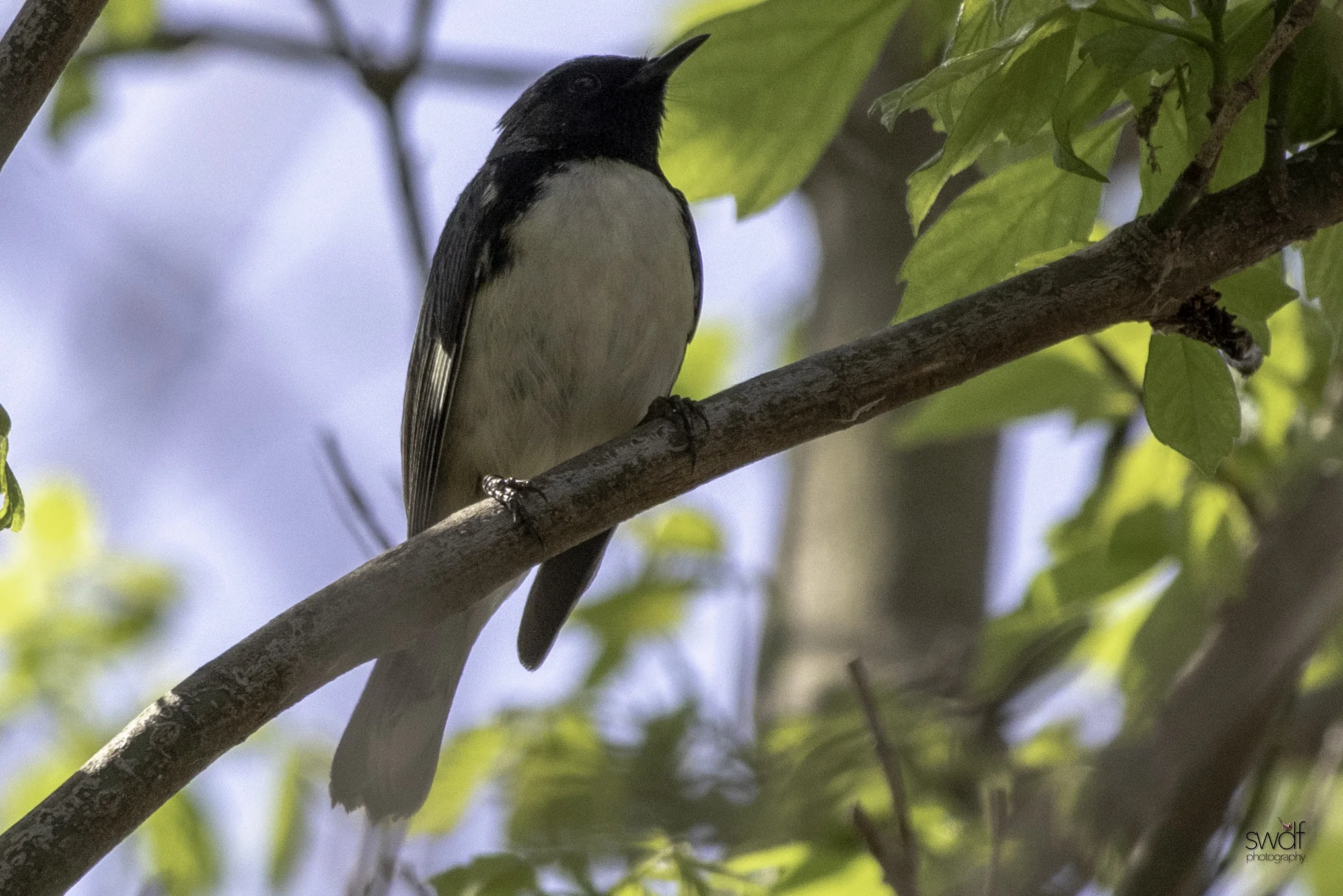 Black Throated Blue Warbler - Magee Marsh.jpeg