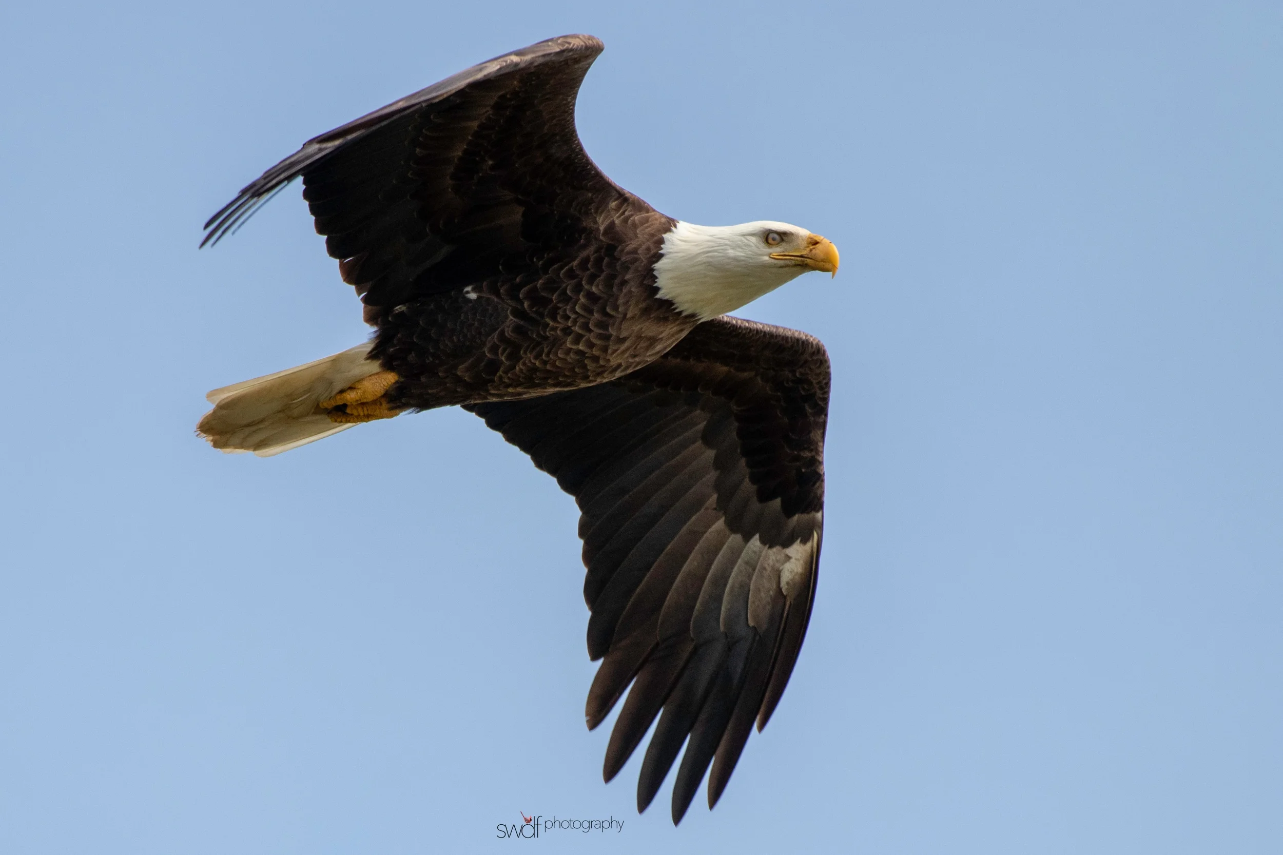 Bald Eagle - Sandy Ridge.jpeg