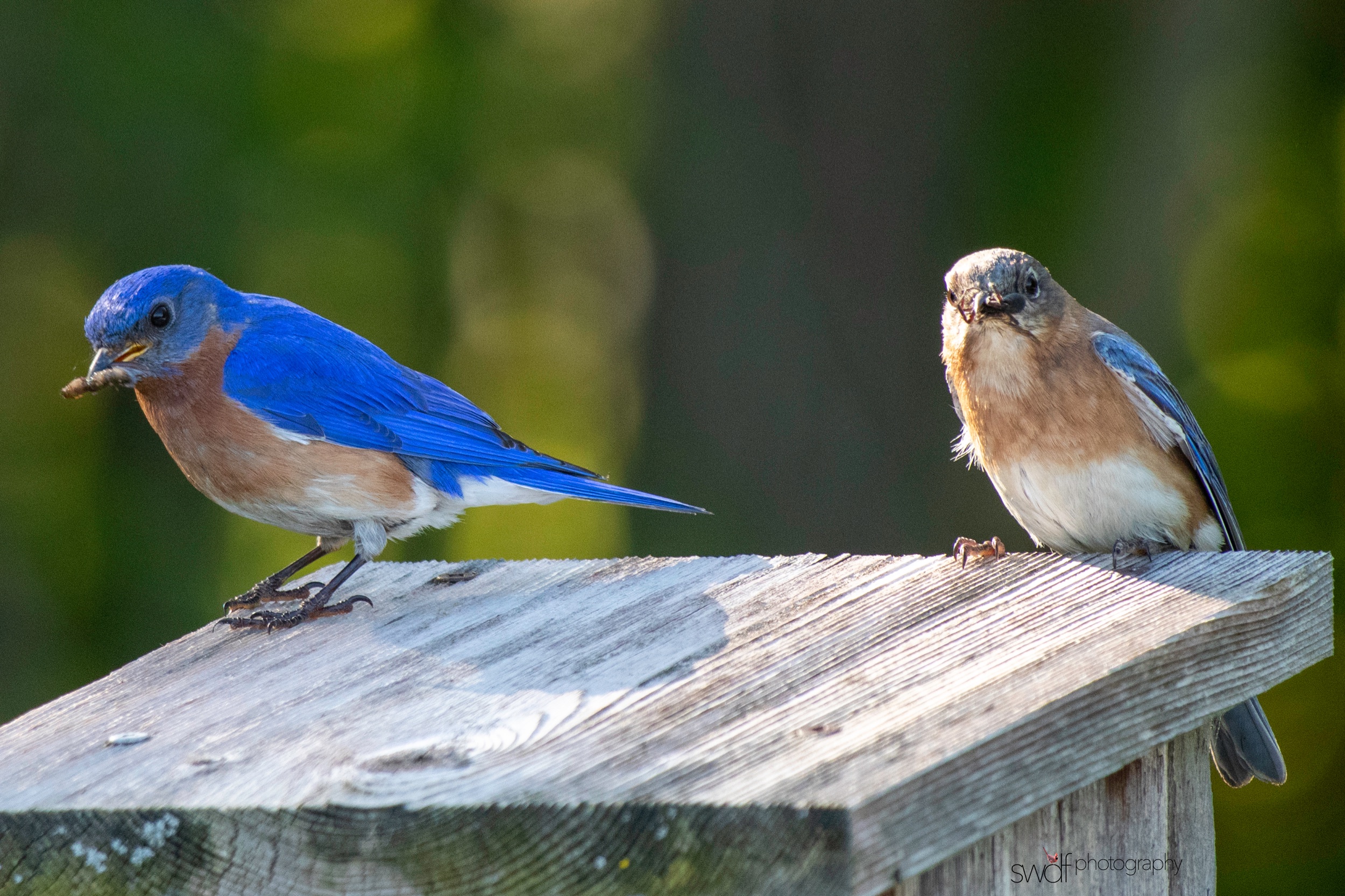 Bluebirds9 - Sandy Ridge.jpeg