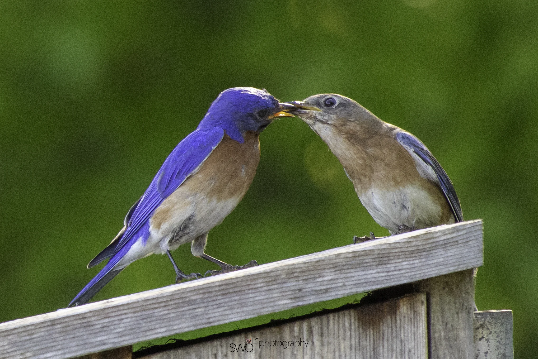 Bluebirds4 - Sandy Ridge.jpeg