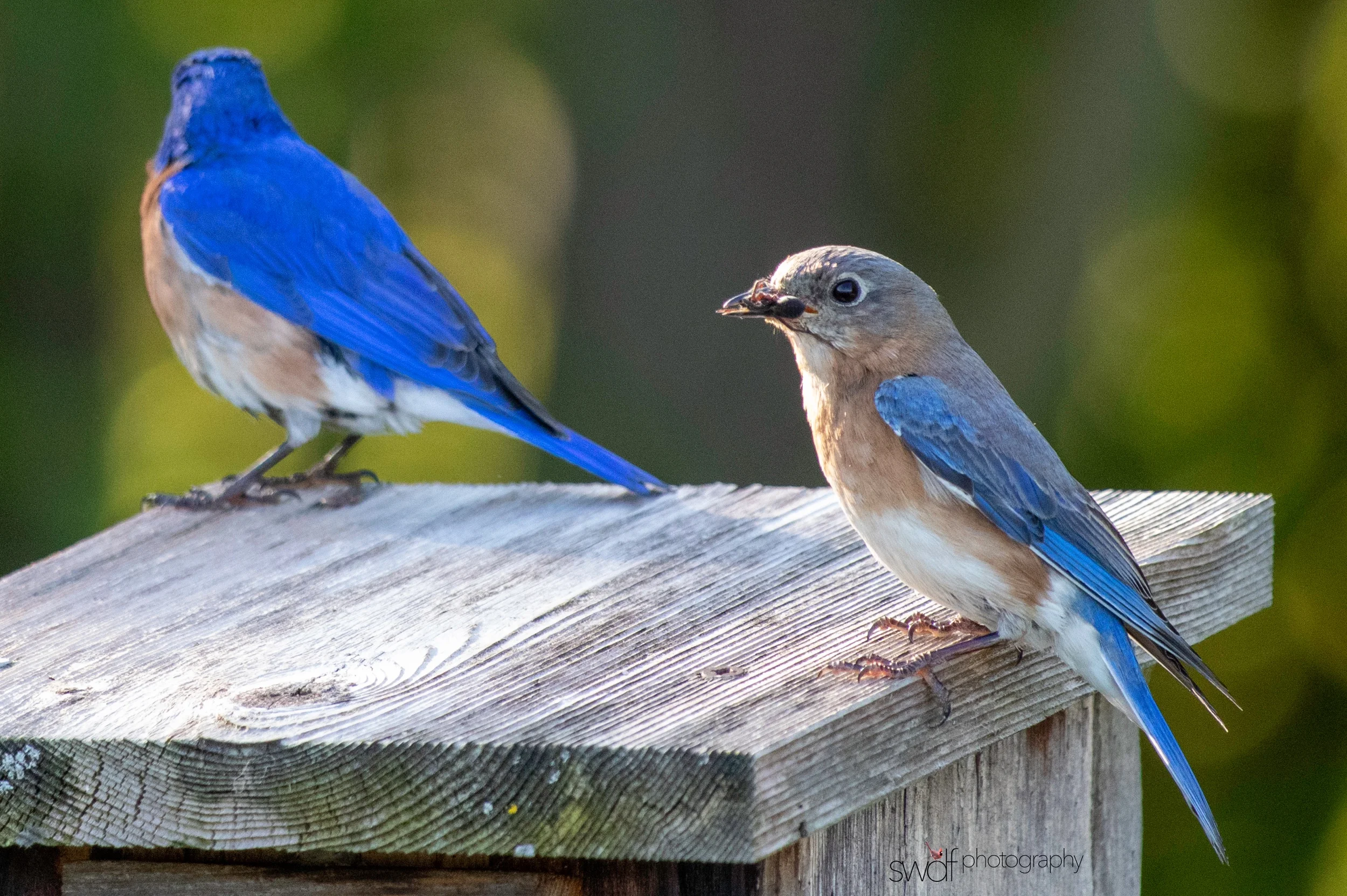 Bluebirds8 - Sandy Ridge.jpeg