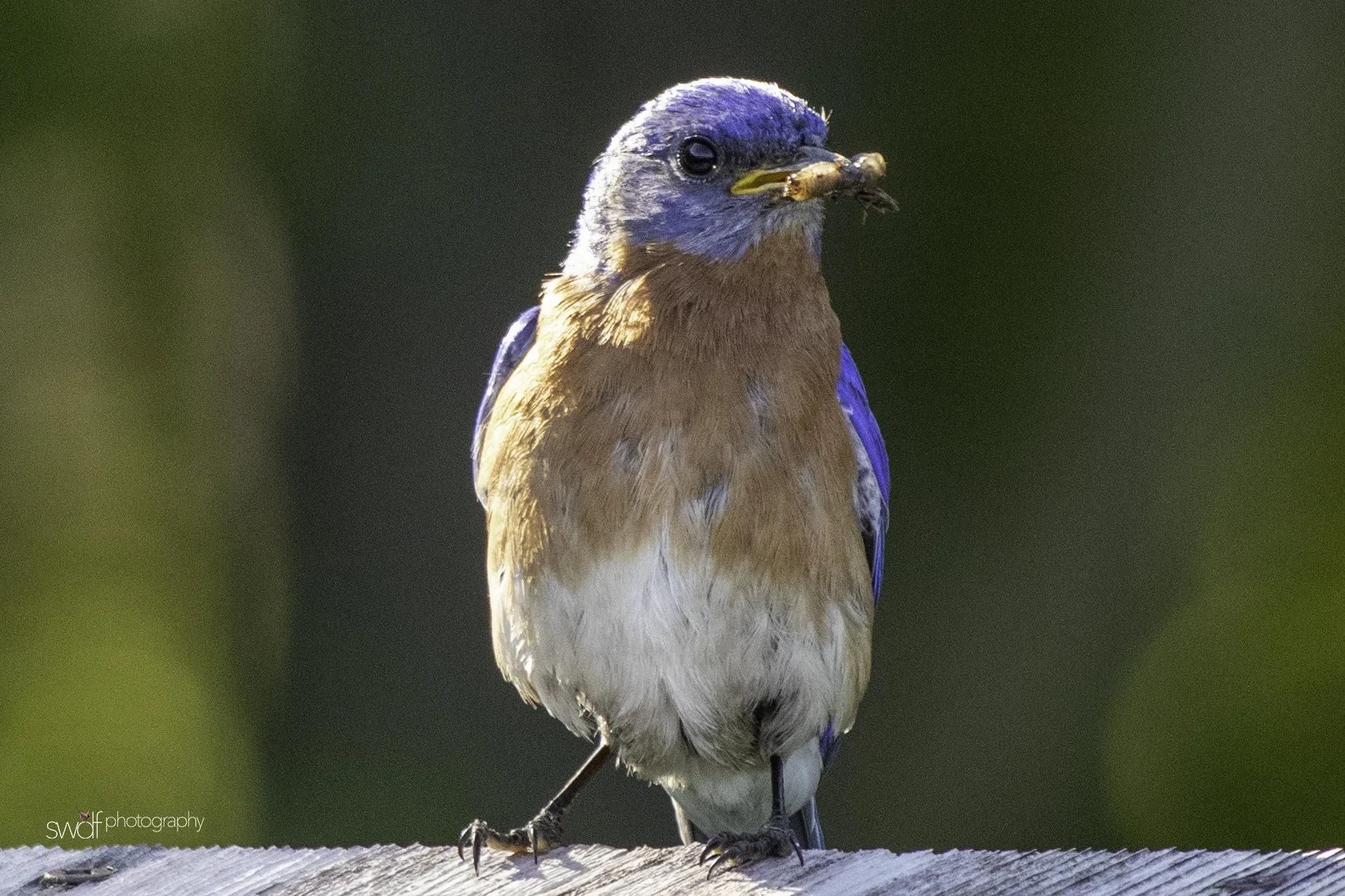 Bluebirds7 - Sandy Ridge.jpeg