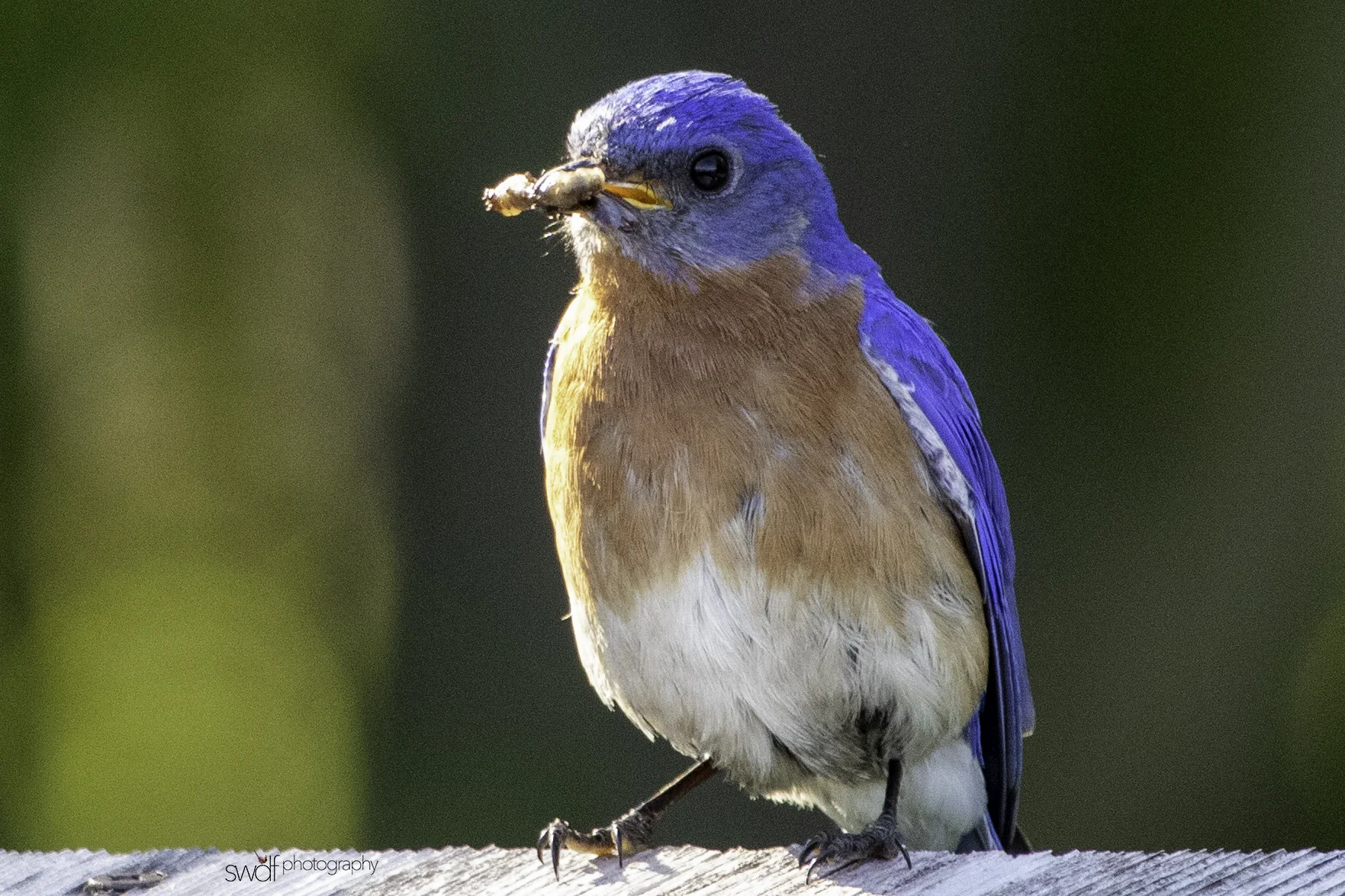 Bluebirds6 - Sandy Ridge.jpeg