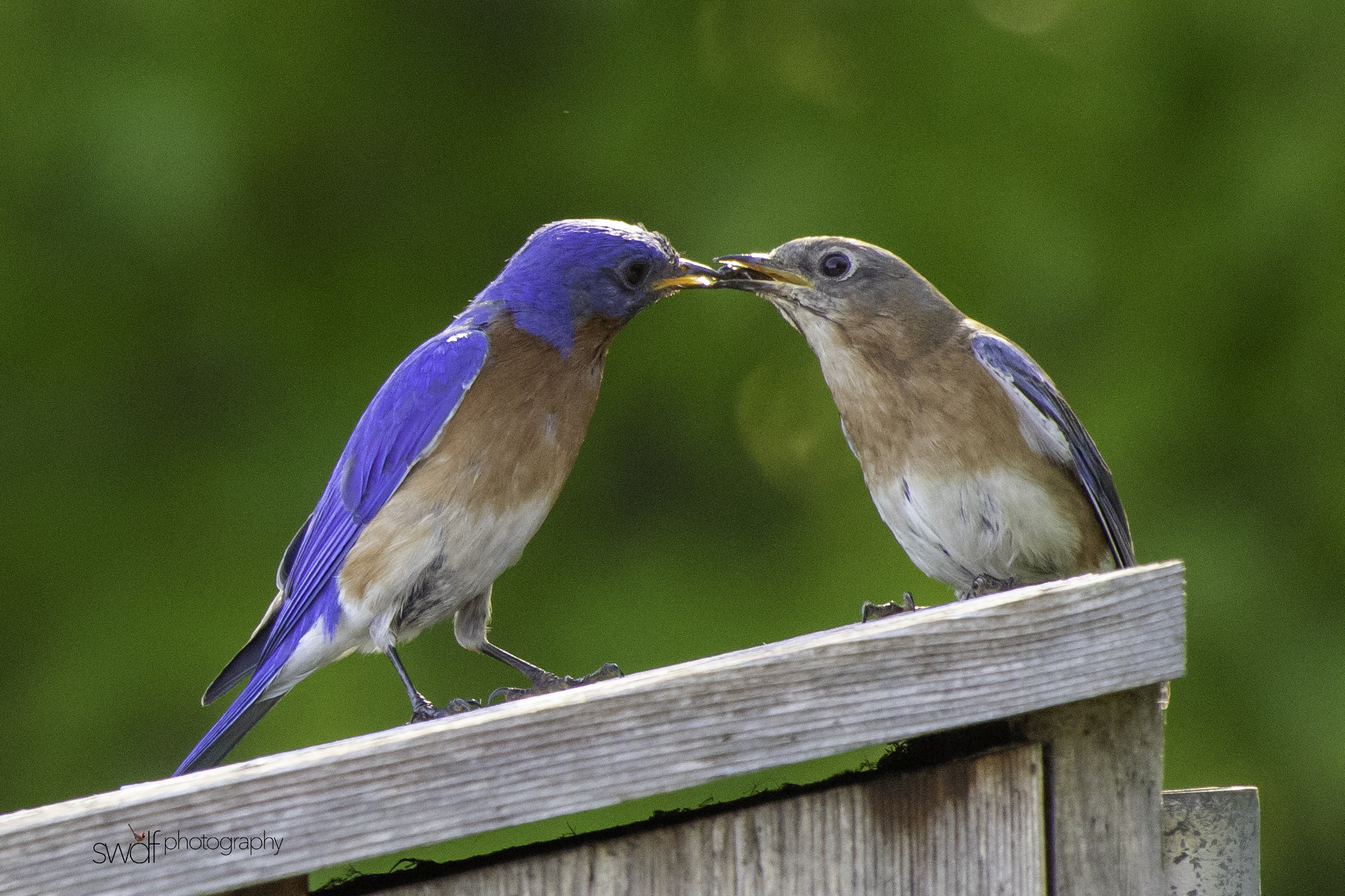 Bluebirds5 - Sandy Ridge.jpeg