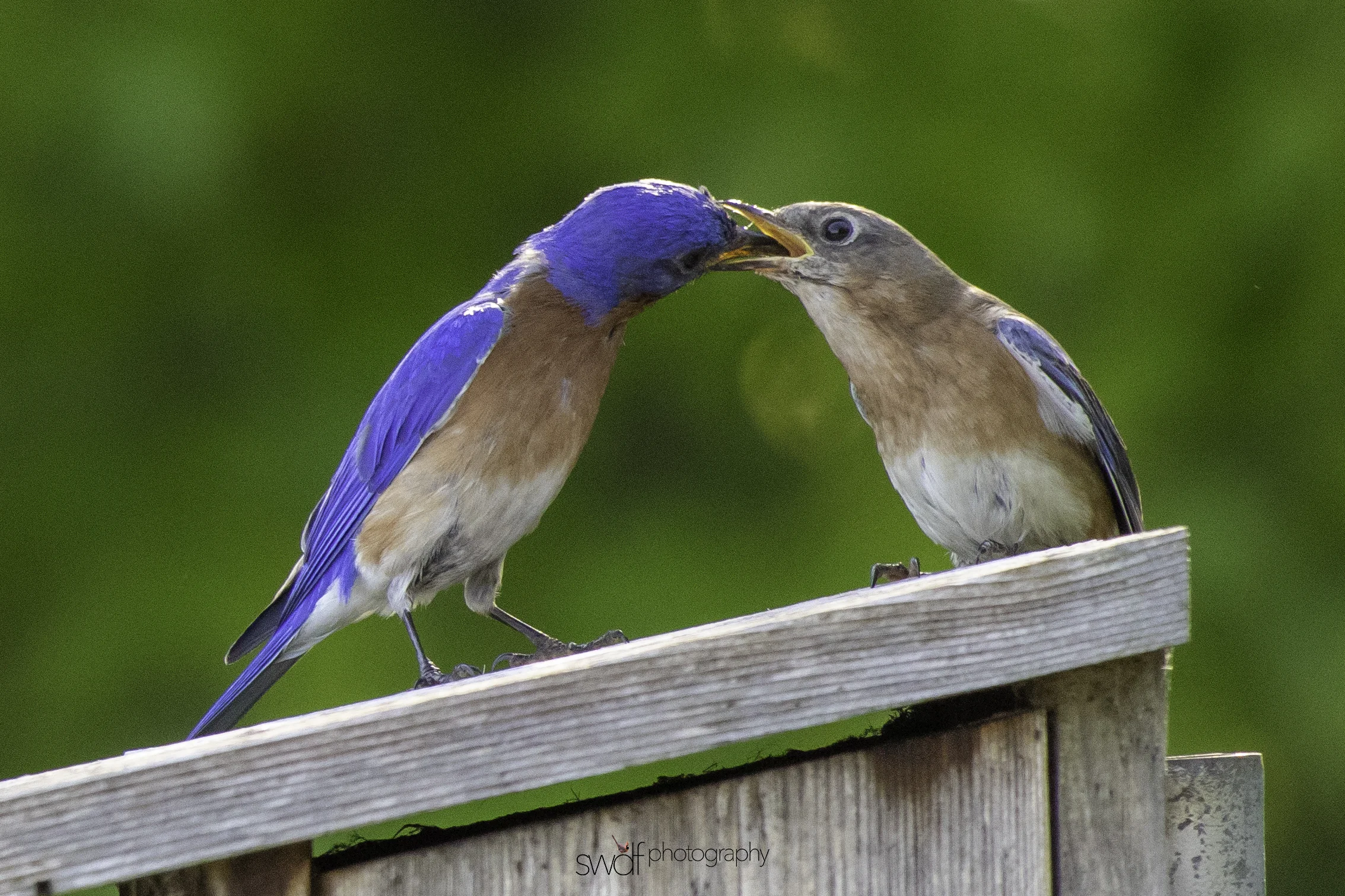 Bluebirds3 - Sandy Ridge.jpeg