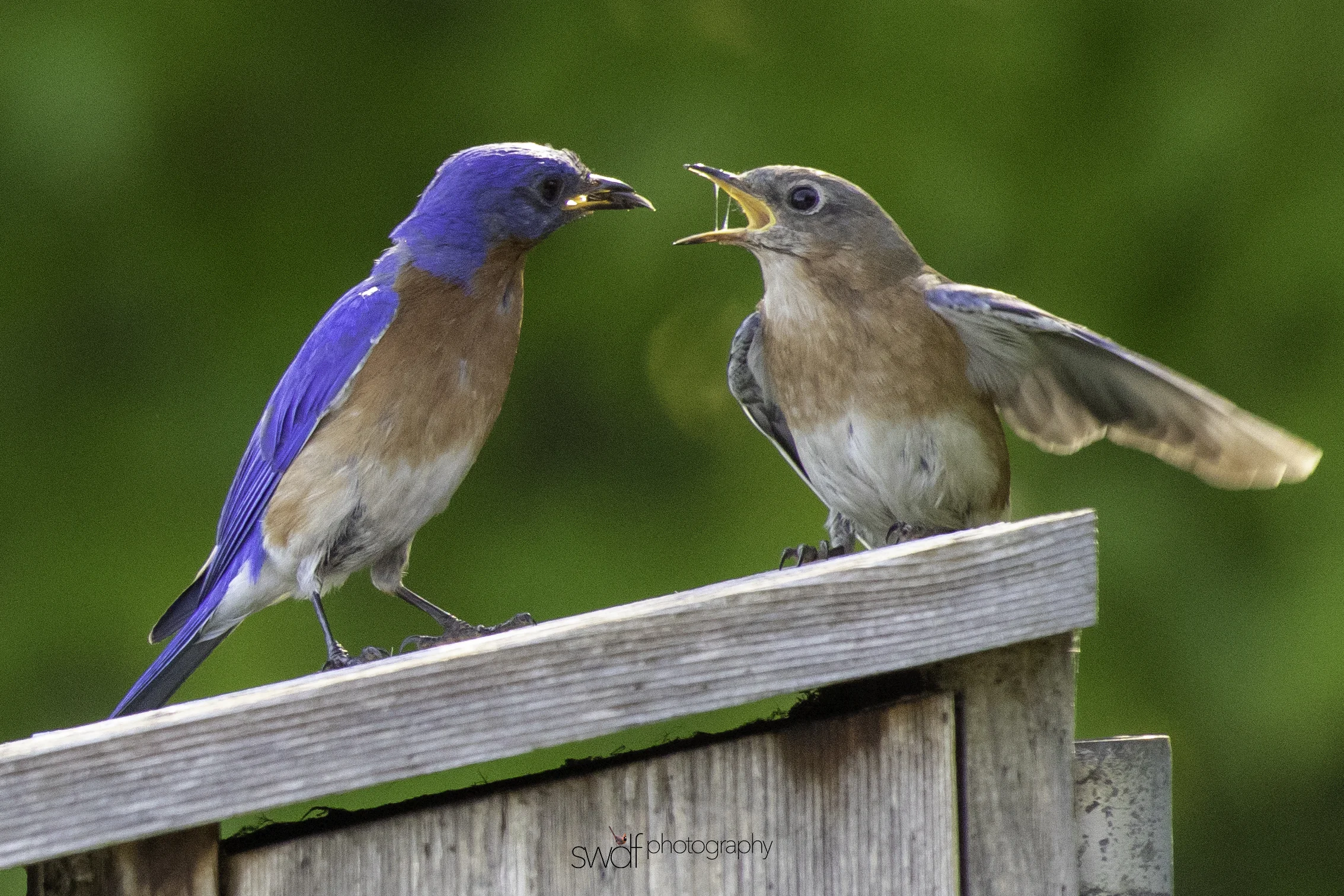 Bluebirds2 - Sandy Ridge.jpeg