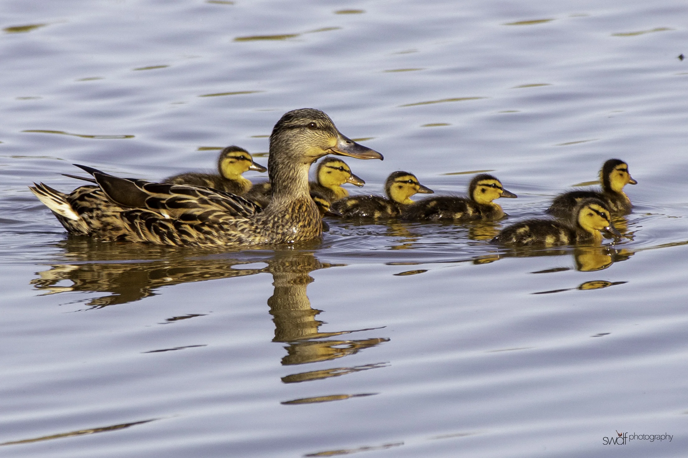 Mallard and Ducklings - Sandy Ridge.jpeg
