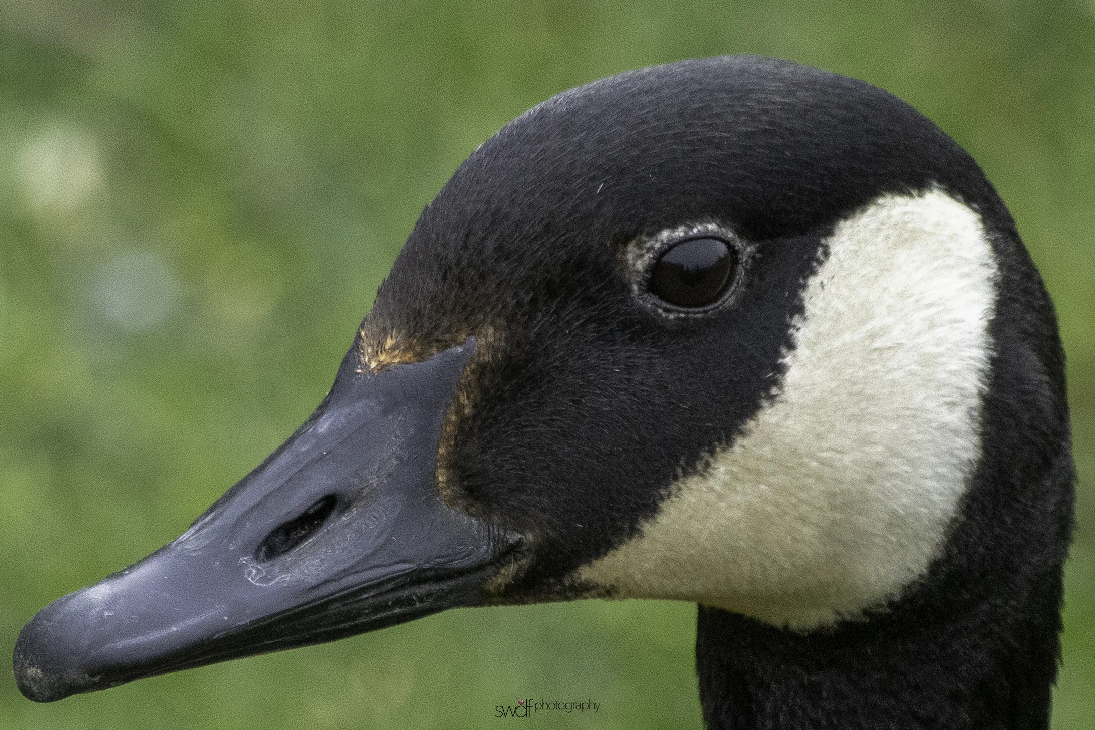 Dumb Canadian Goose.jpeg