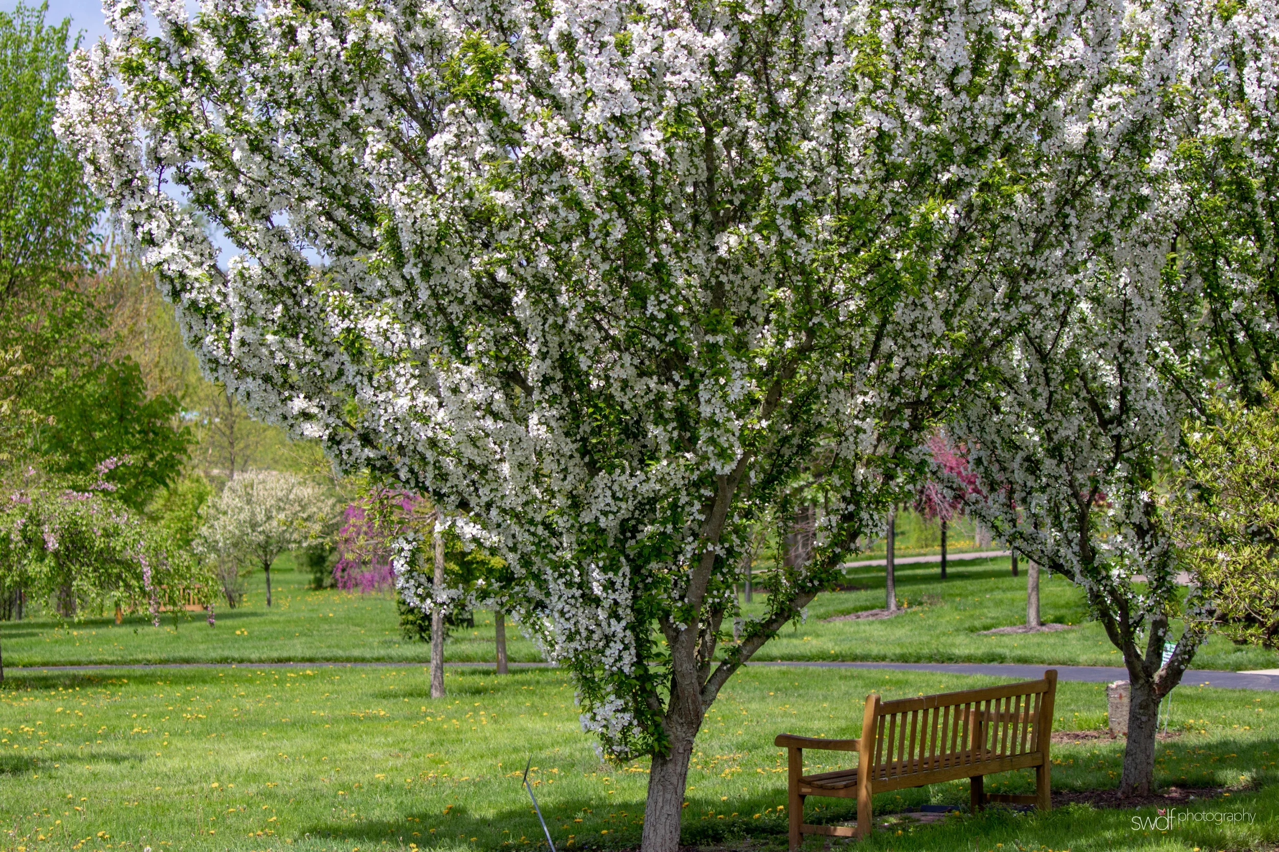 Secrest Arboretum.jpeg