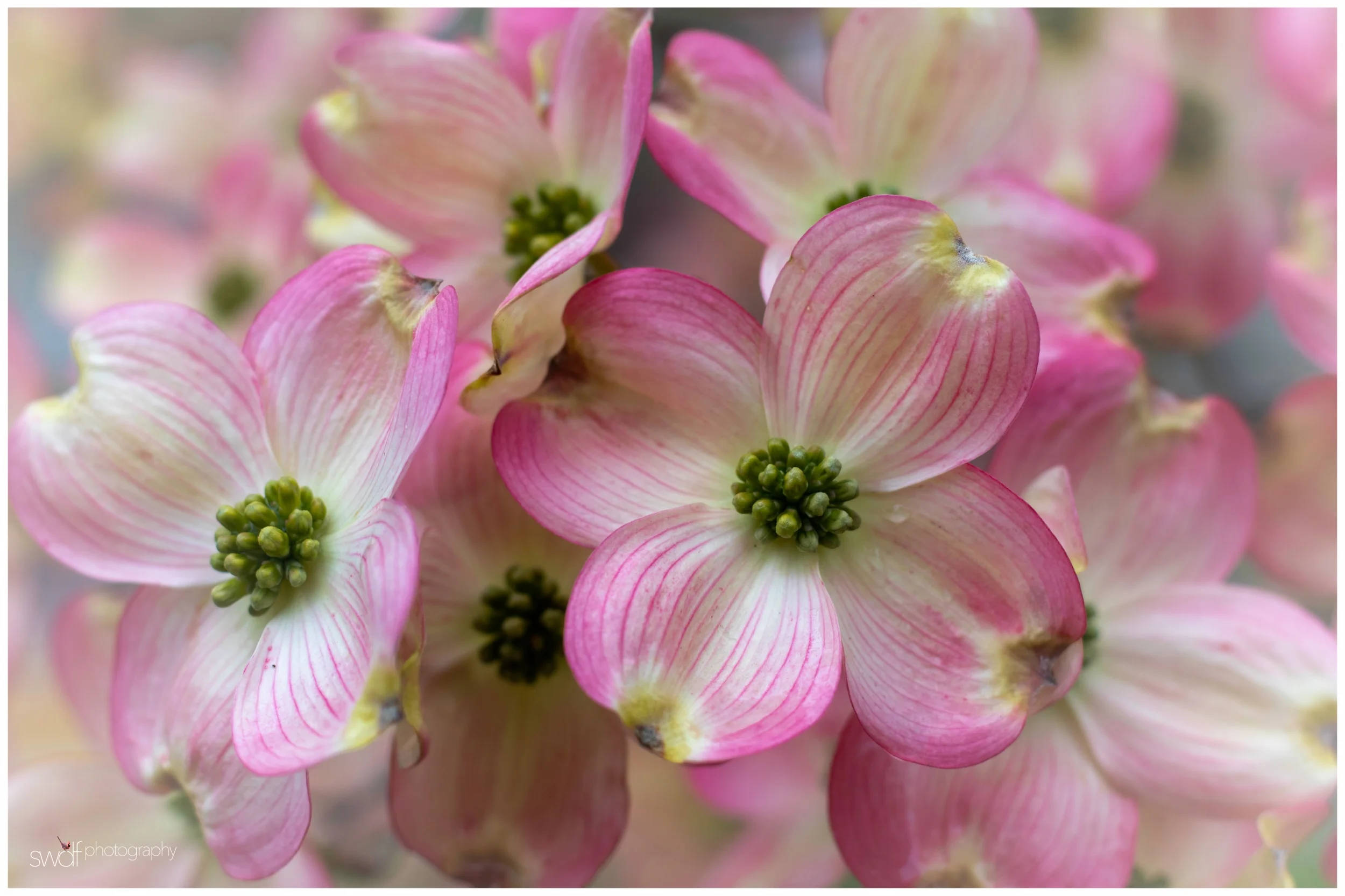 Mothers Day Dogwood 2019.jpeg
