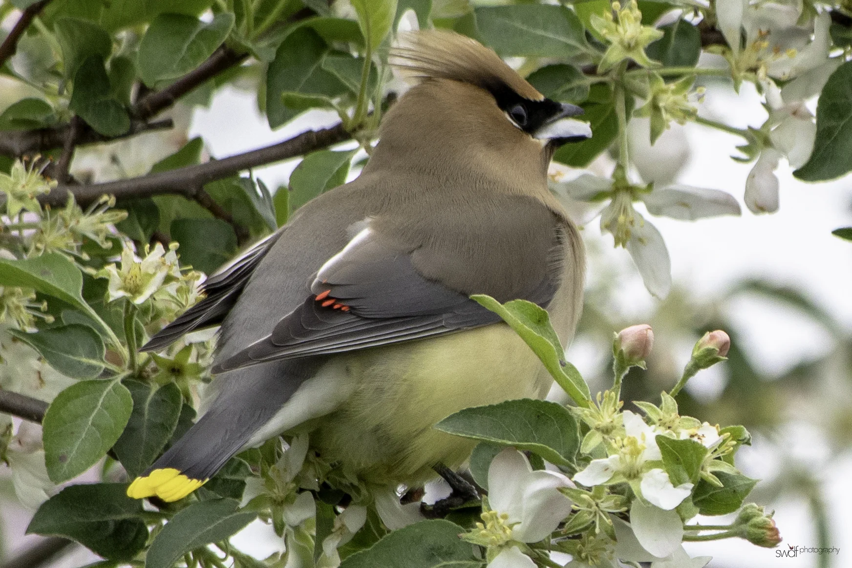 Cedar Waxwing and Blossoms8 - Secrest Arboretum.jpeg