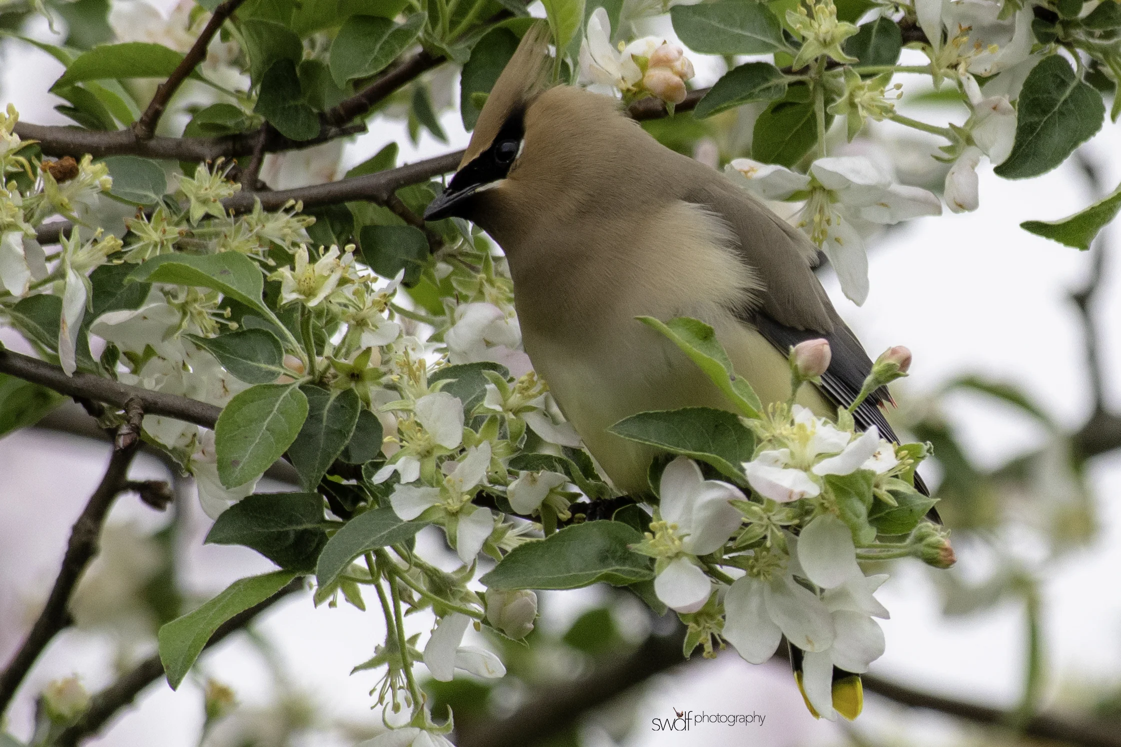 Cedar Waxwing and Blossoms11 - Secrest Arboretum.jpeg