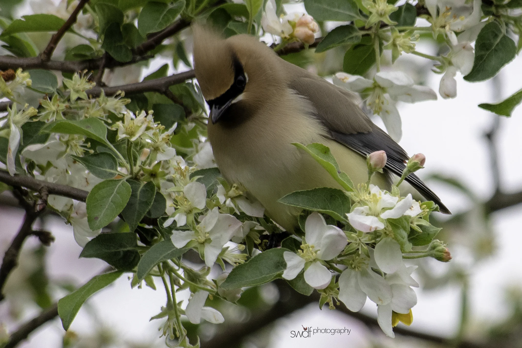 Cedar Waxwing and Blossoms13 - Secrest Arboretum.jpeg