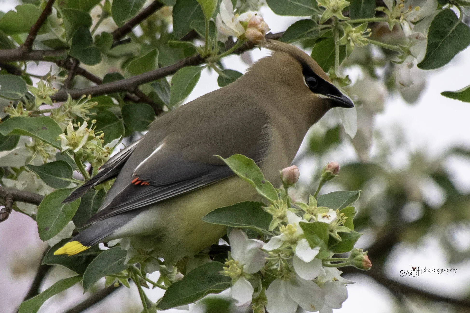 Cedar Waxwing and Blossoms - Secrest Arboretum.jpeg